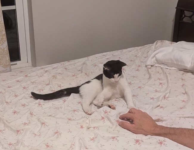 BooBoo, a Adoptable American Shorthair in Port Wentworth, GA image 3/6