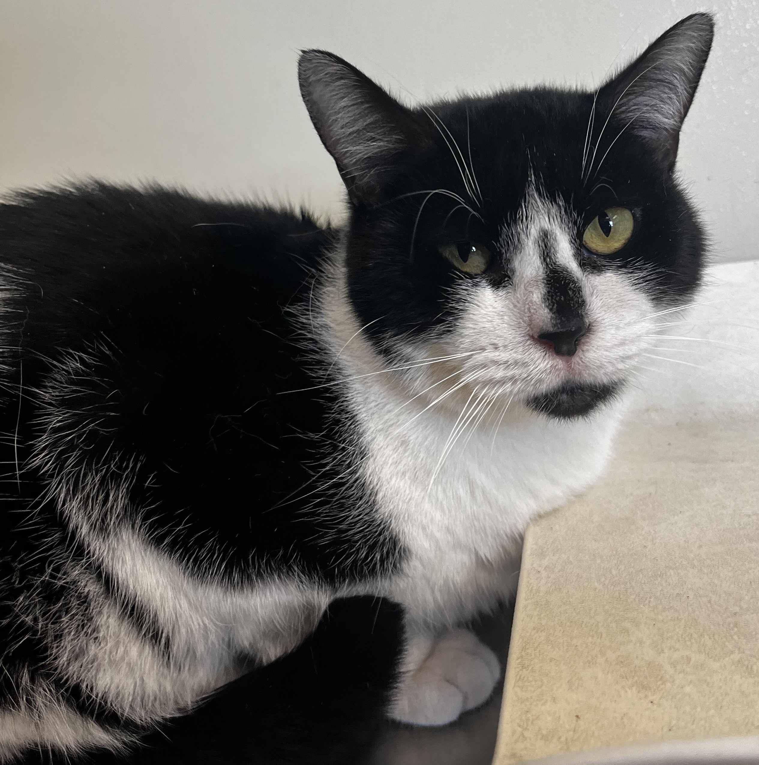 Bessy, ADOPTABLE, Adult Female Domestic Short Hair.