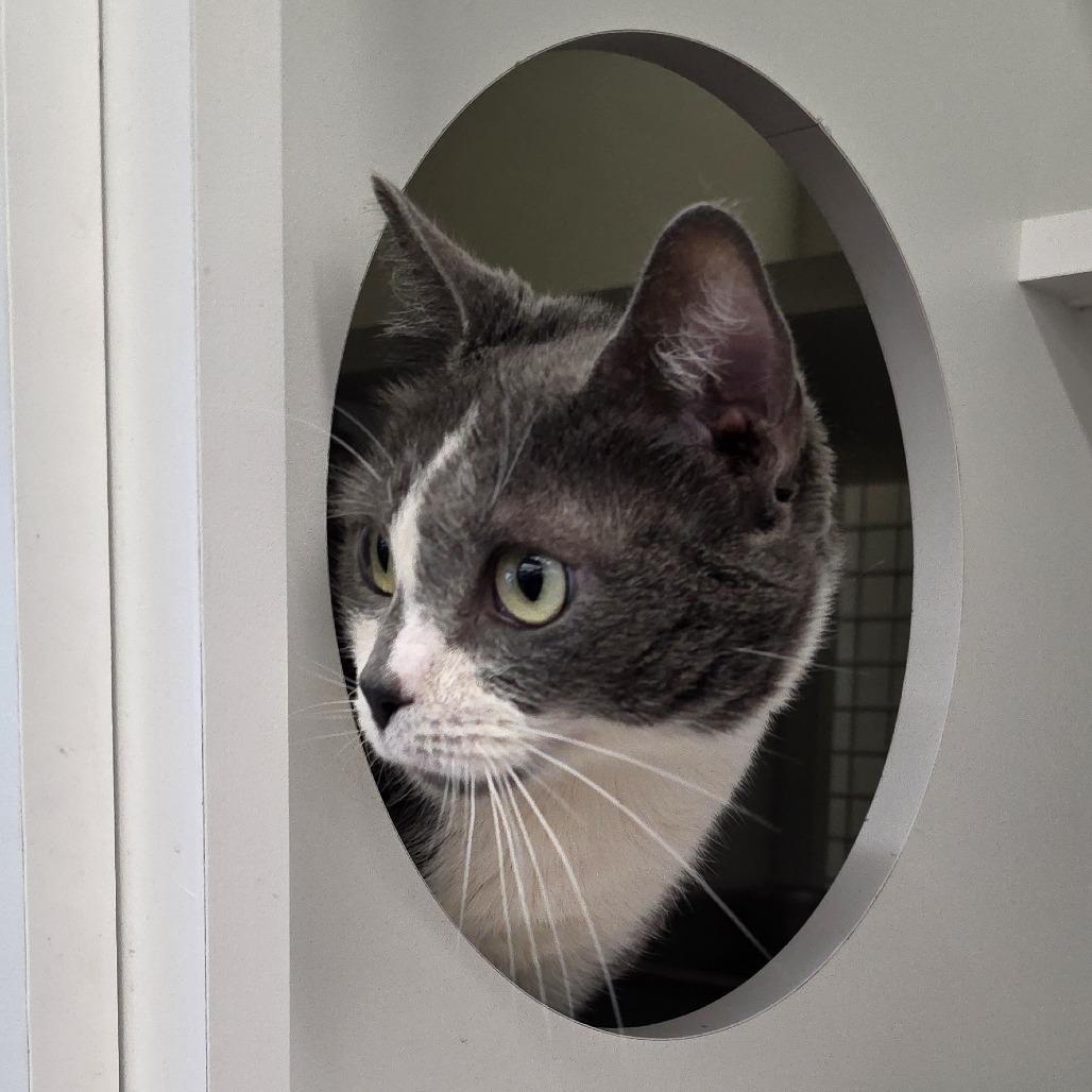 Enlarge Grey, a Adoptable Domestic Short Hair in Beulaville, NC image 3/5