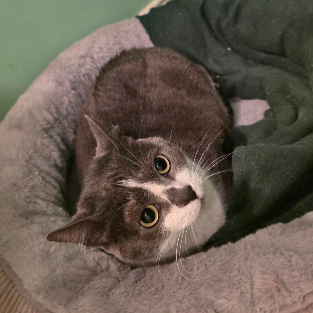 Enlarge Grey, a Adoptable Domestic Short Hair in Beulaville, NC image 1/5