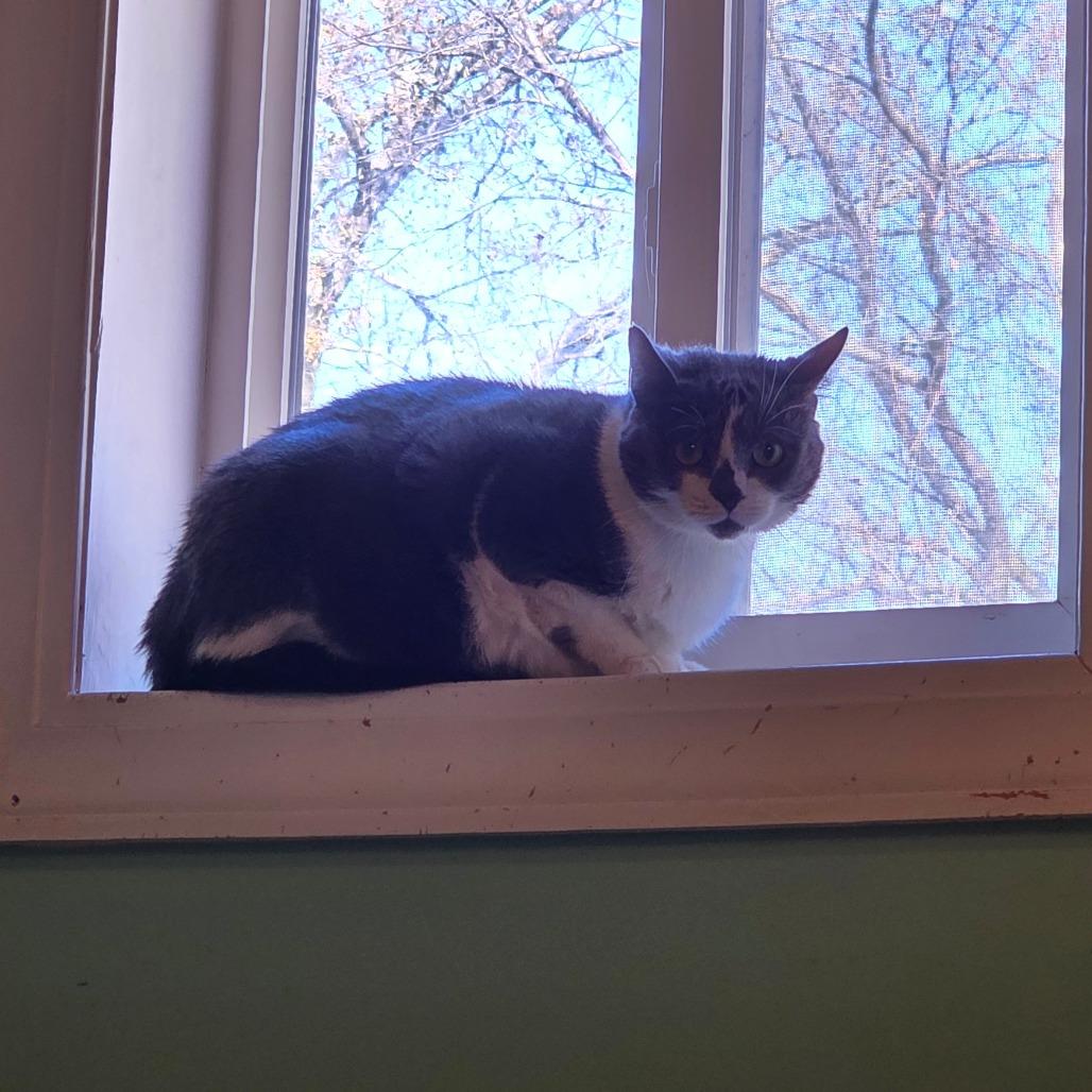 Enlarge Grey, a Adoptable Domestic Short Hair in Beulaville, NC image 5/5