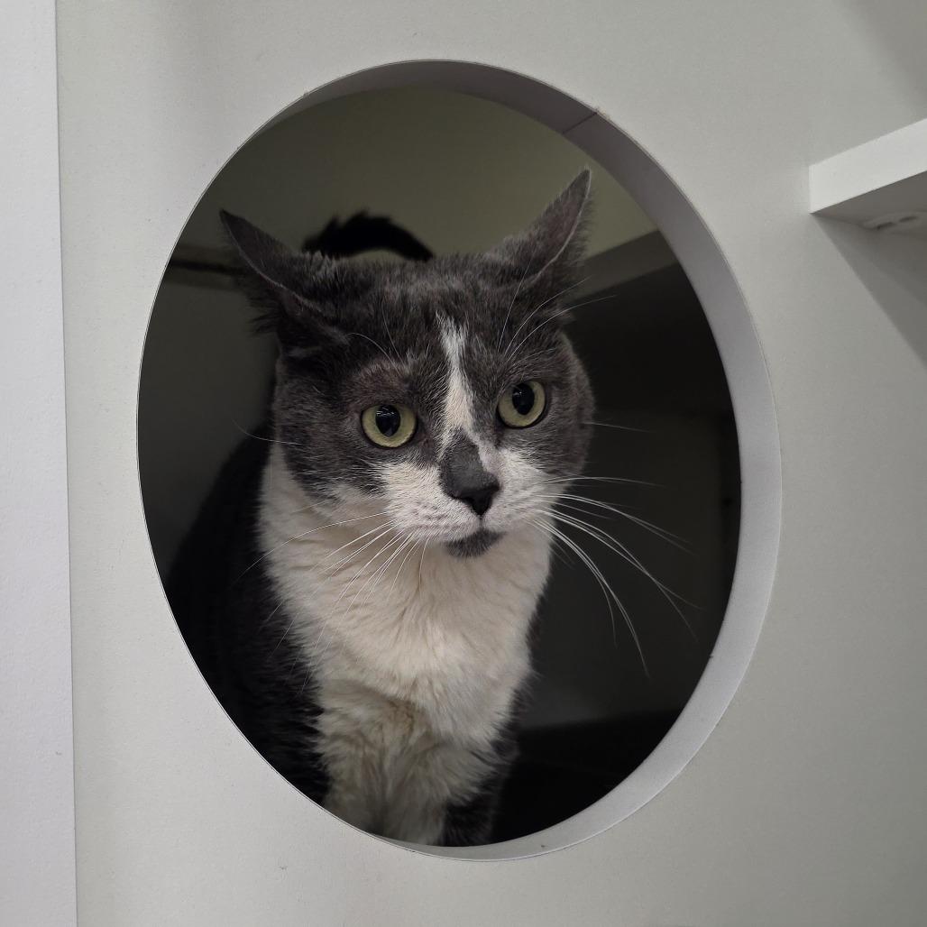 Enlarge Grey, a Adoptable Domestic Short Hair in Beulaville, NC image 4/5