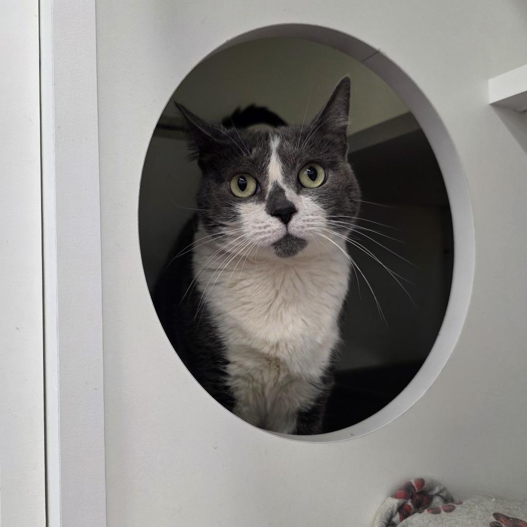 Enlarge Grey, a Adoptable Domestic Short Hair in Beulaville, NC image 2/5