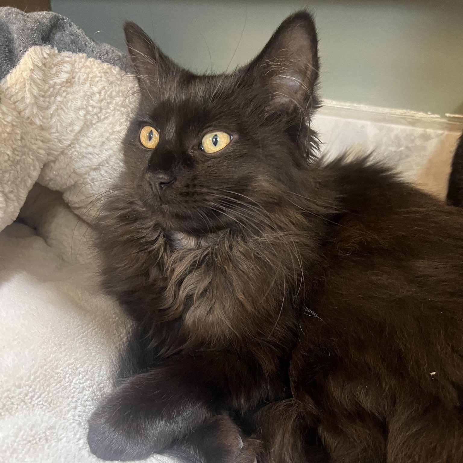 Enlarge Butter, a Adopted Domestic Long Hair in Roanoke, VA image 1/2