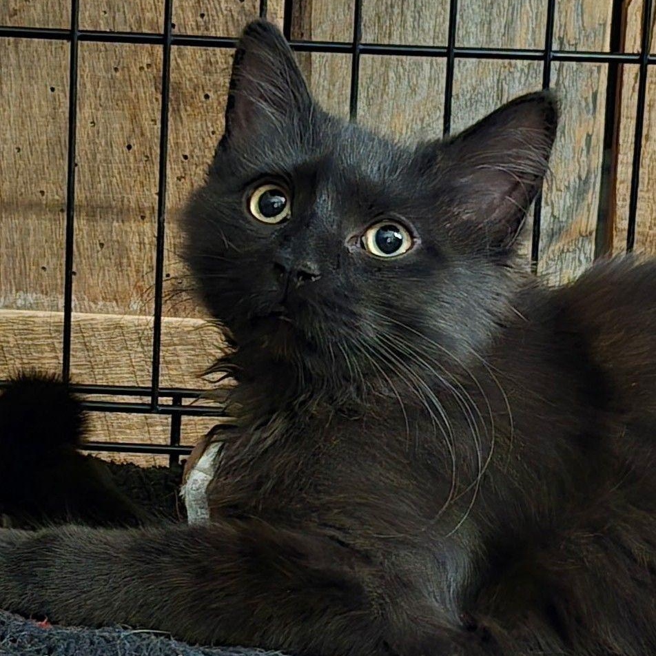 Enlarge Butter, a Adopted Domestic Long Hair in Roanoke, VA image 2/2