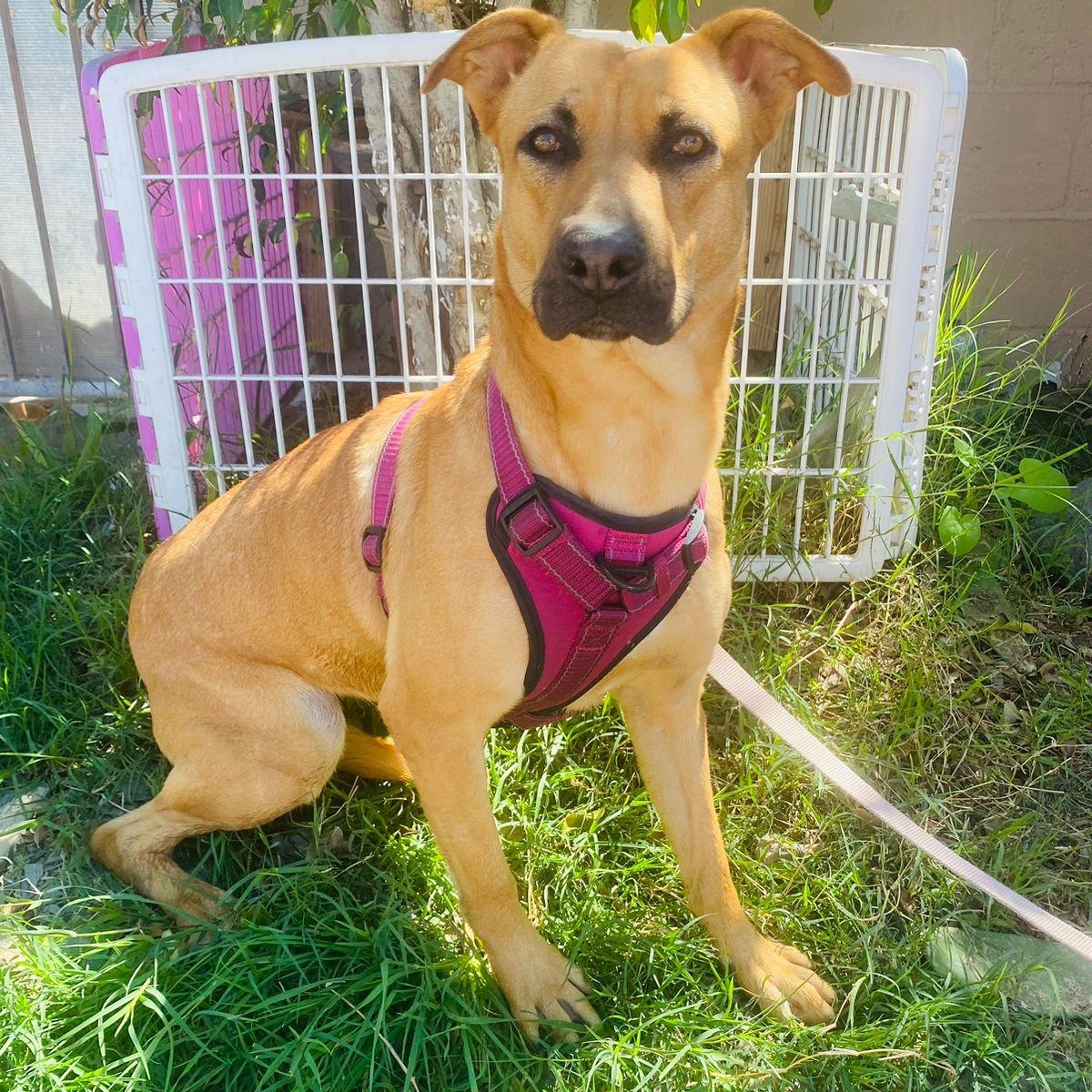 Enlarge Petuka (Honey), a Adoptable mixed breed in Temecula , CA image 4/6