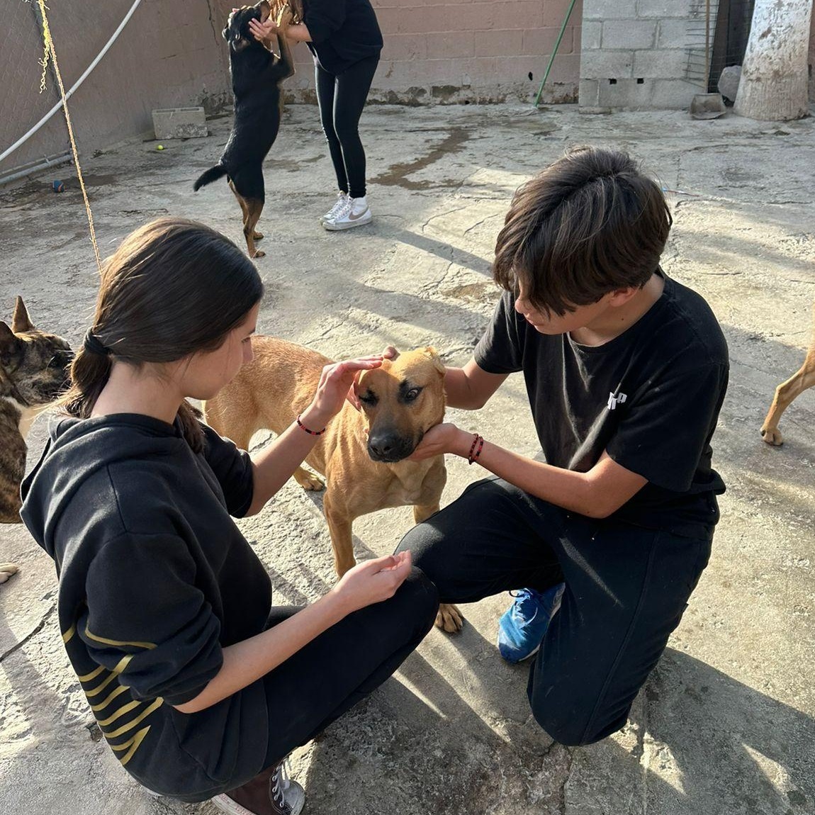 Enlarge Petuka (Honey), a Adoptable mixed breed in Temecula , CA image 2/6