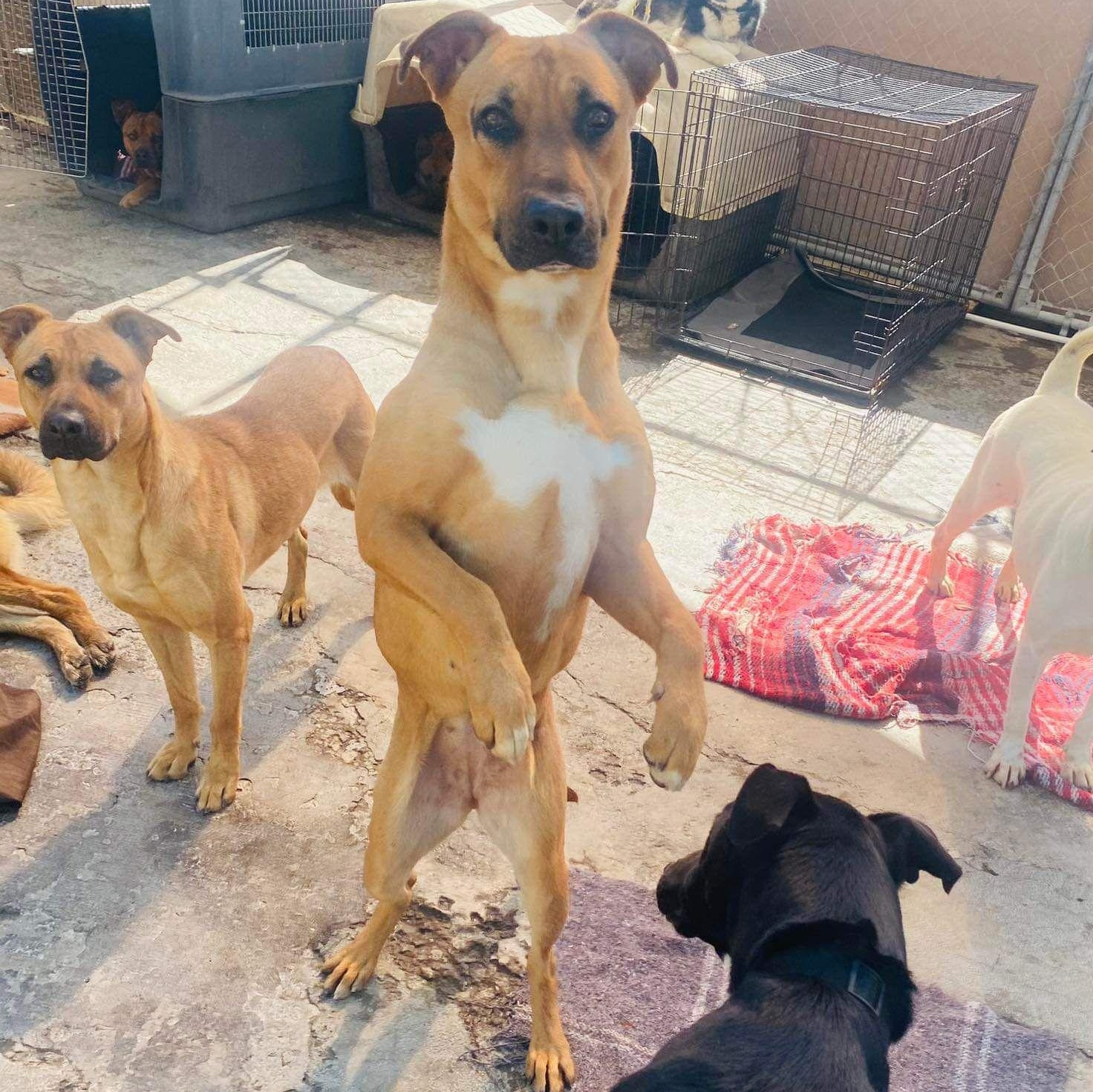 Enlarge Petuka (Honey), a Adoptable mixed breed in Temecula , CA image 3/6