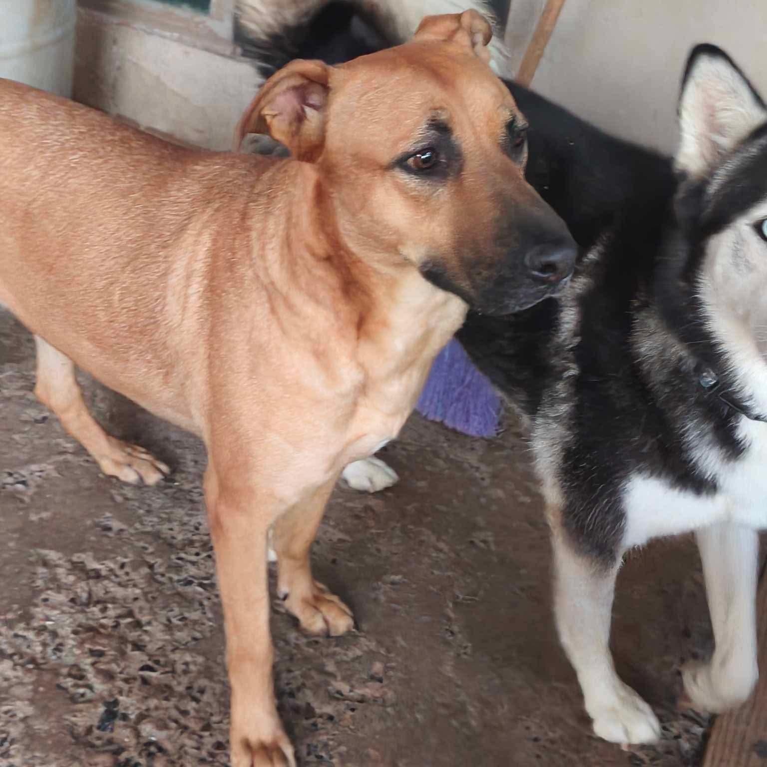 Enlarge Petuka (Honey), a Adoptable mixed breed in Temecula , CA image 6/6