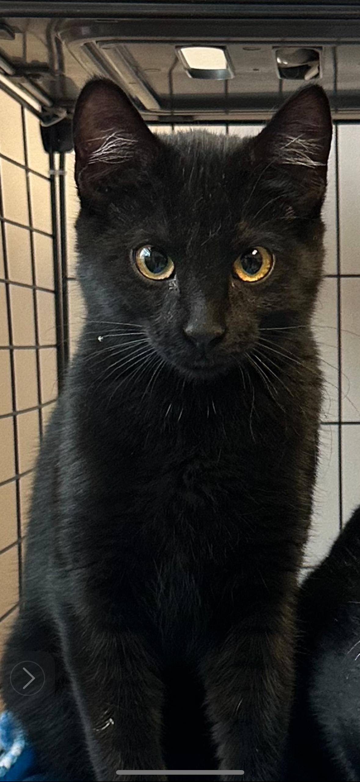 Spunky, Adopted, Young Female Domestic Short Hair.