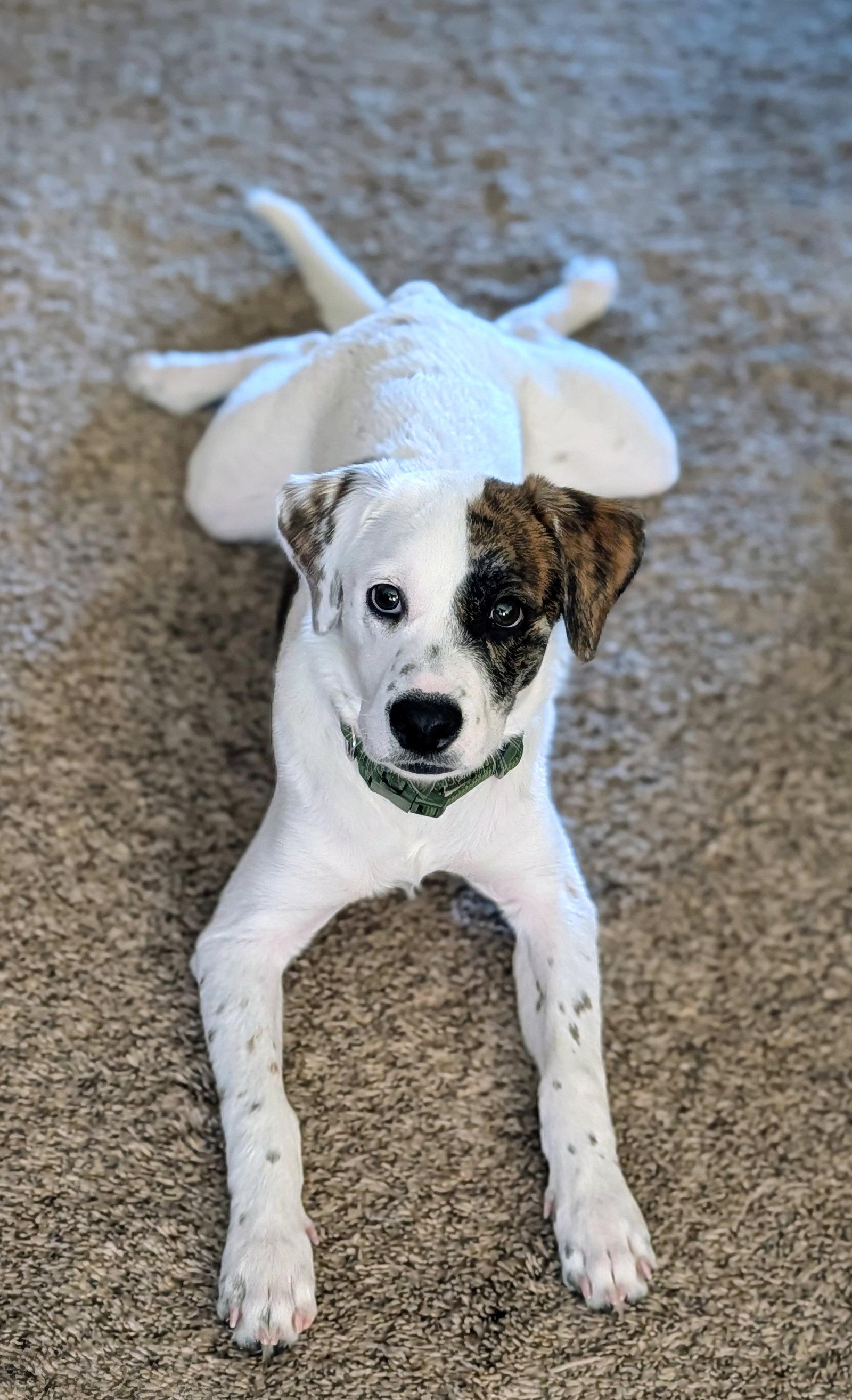 Enlarge Erik, the phantom of the opera, a Adoptable Terrier in Salt Lake City, UT image 2/3