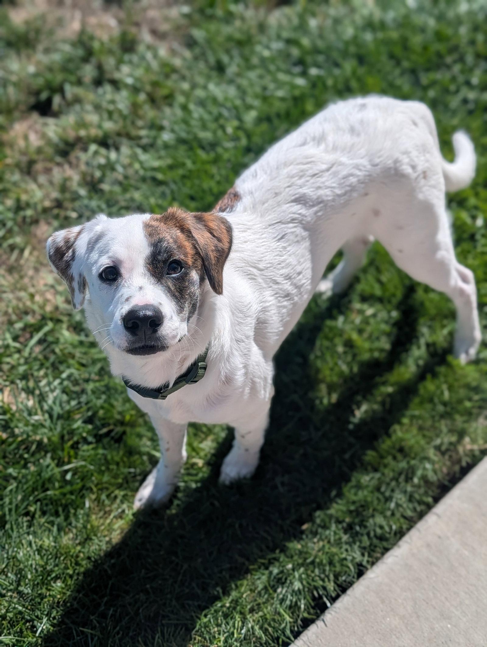 Enlarge Erik, the phantom of the opera, a Adoptable Terrier in Salt Lake City, UT image 3/3