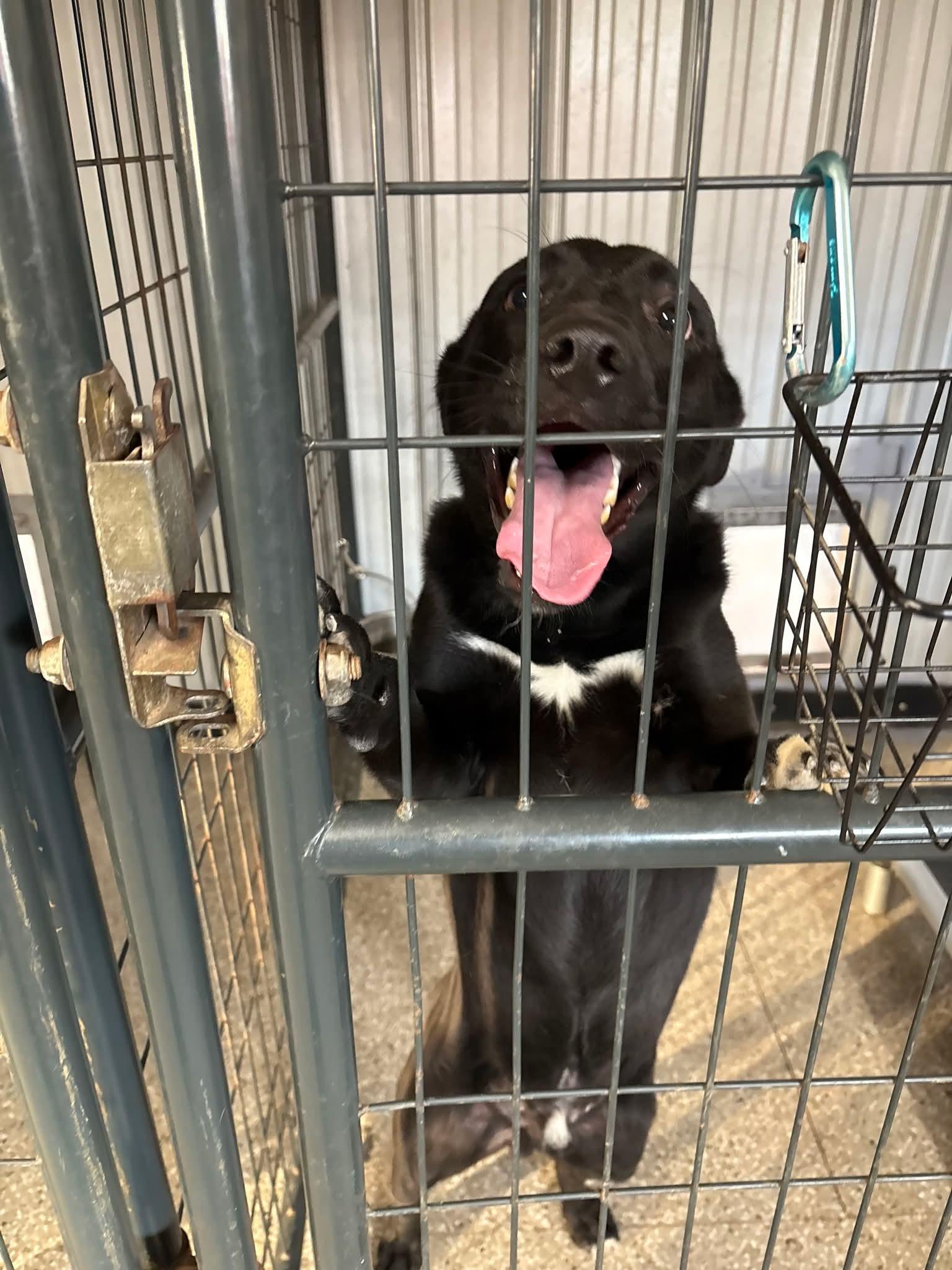 Enlarge Crash, a ADOPTABLE Black Labrador Retriever in Shelbyville, TN image 1/2
