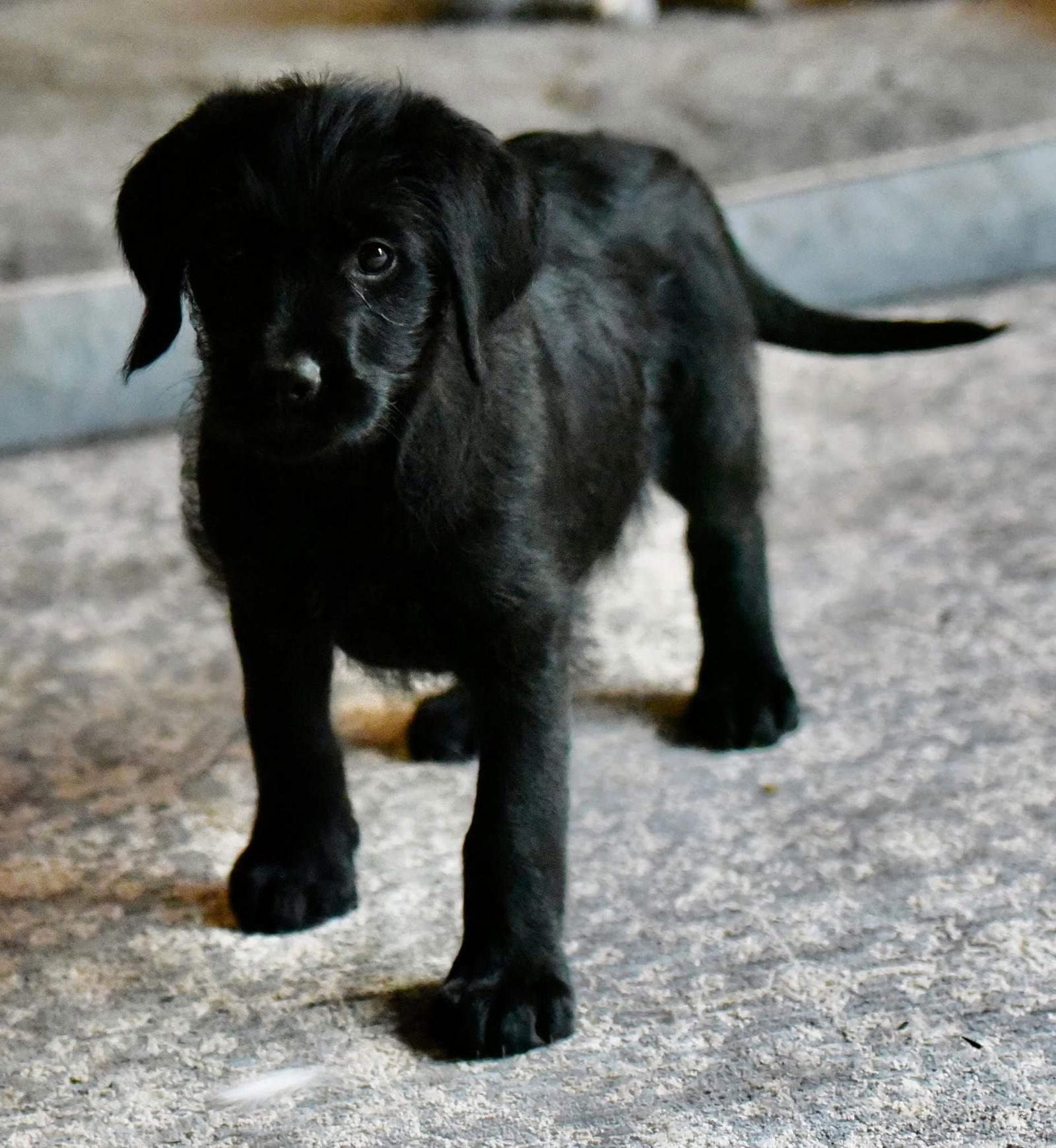 Cora, Adoptable, Puppy Female Labrador Retriever & Poodle.