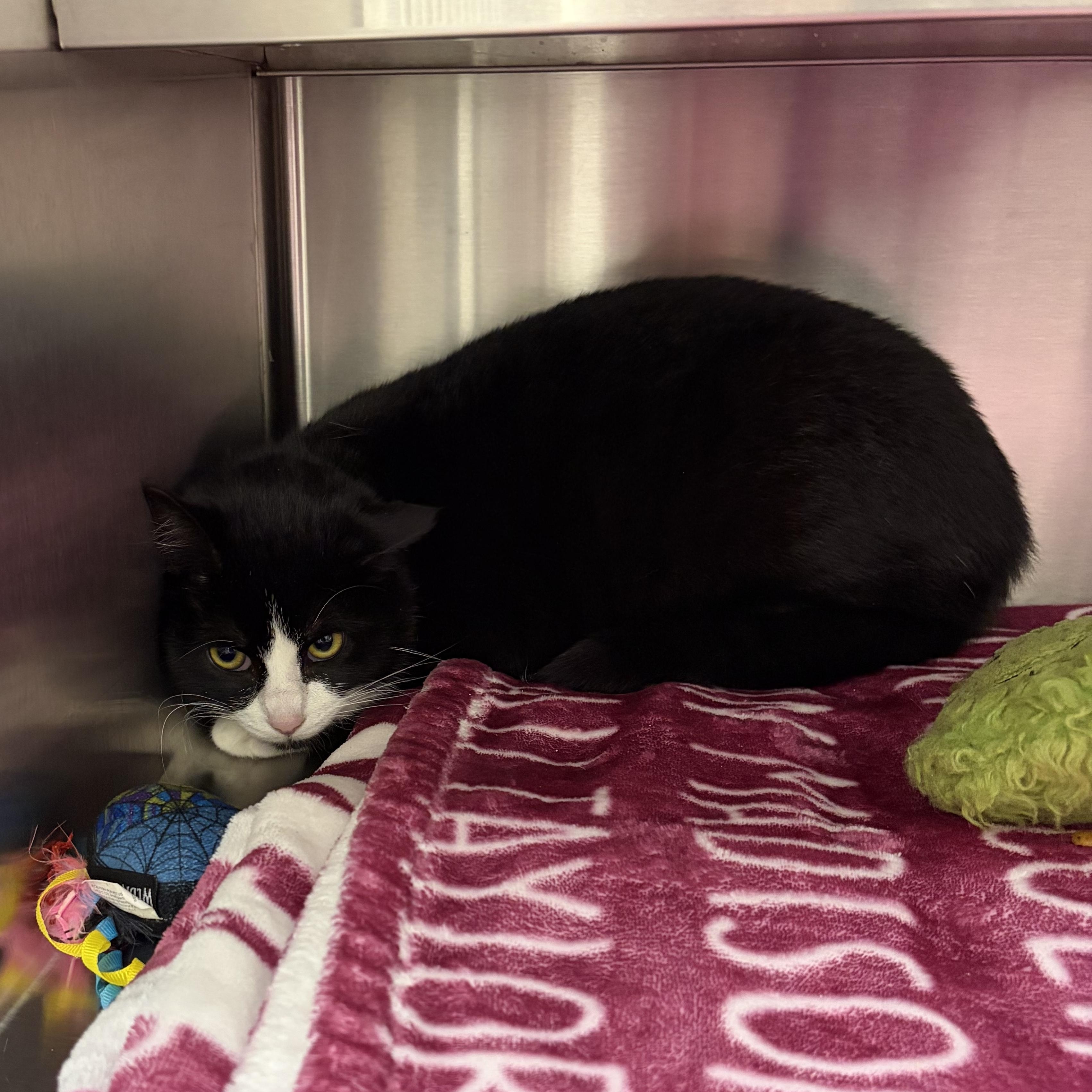 Enlarge Delta, a ADOPTABLE Domestic Short Hair in Liberty, MO image 2/2