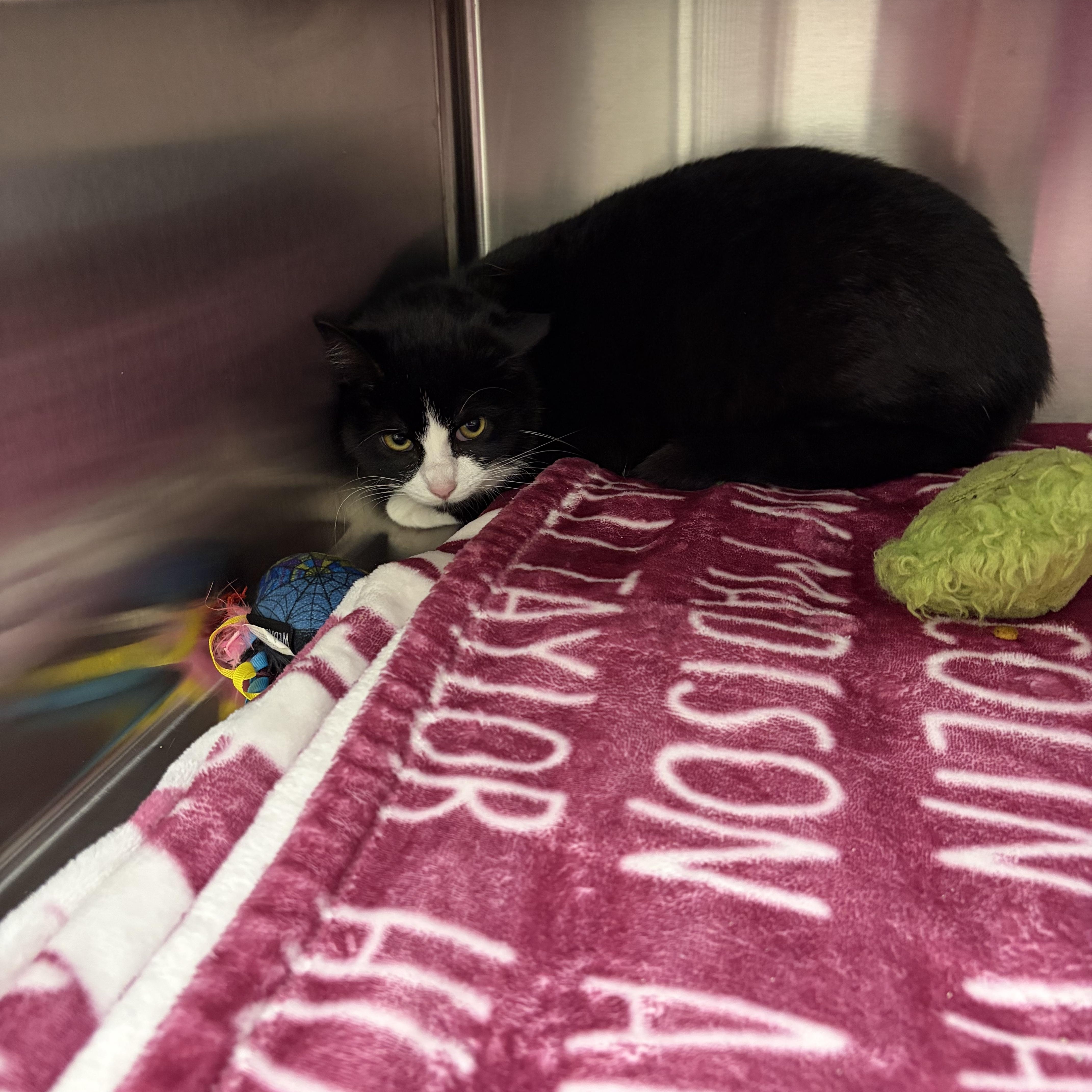 Delta, ADOPTABLE, Kitten Female Domestic Short Hair.