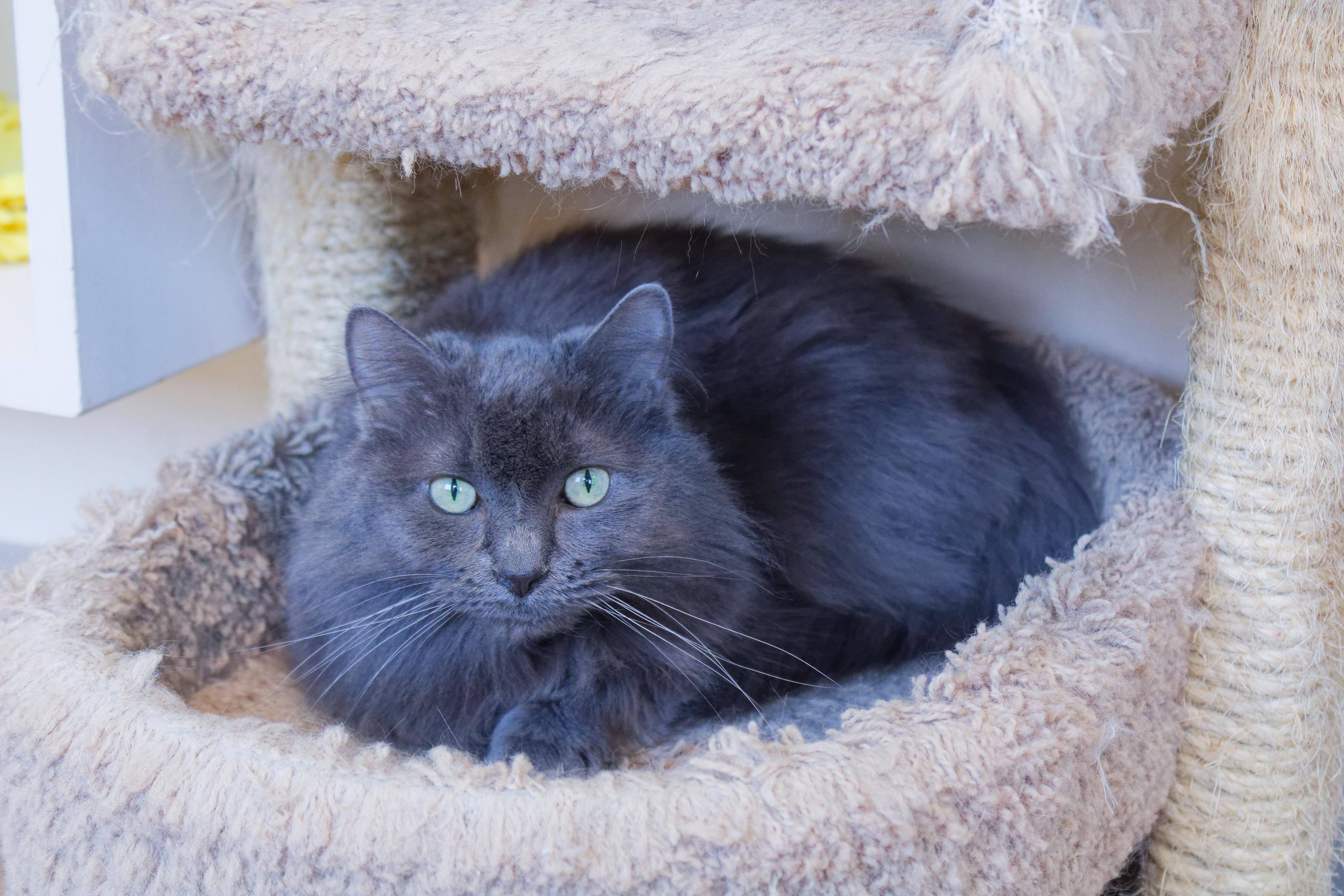 Enlarge Winnie, a ADOPTABLE mixed breed in Urbana, OH image 6/6
