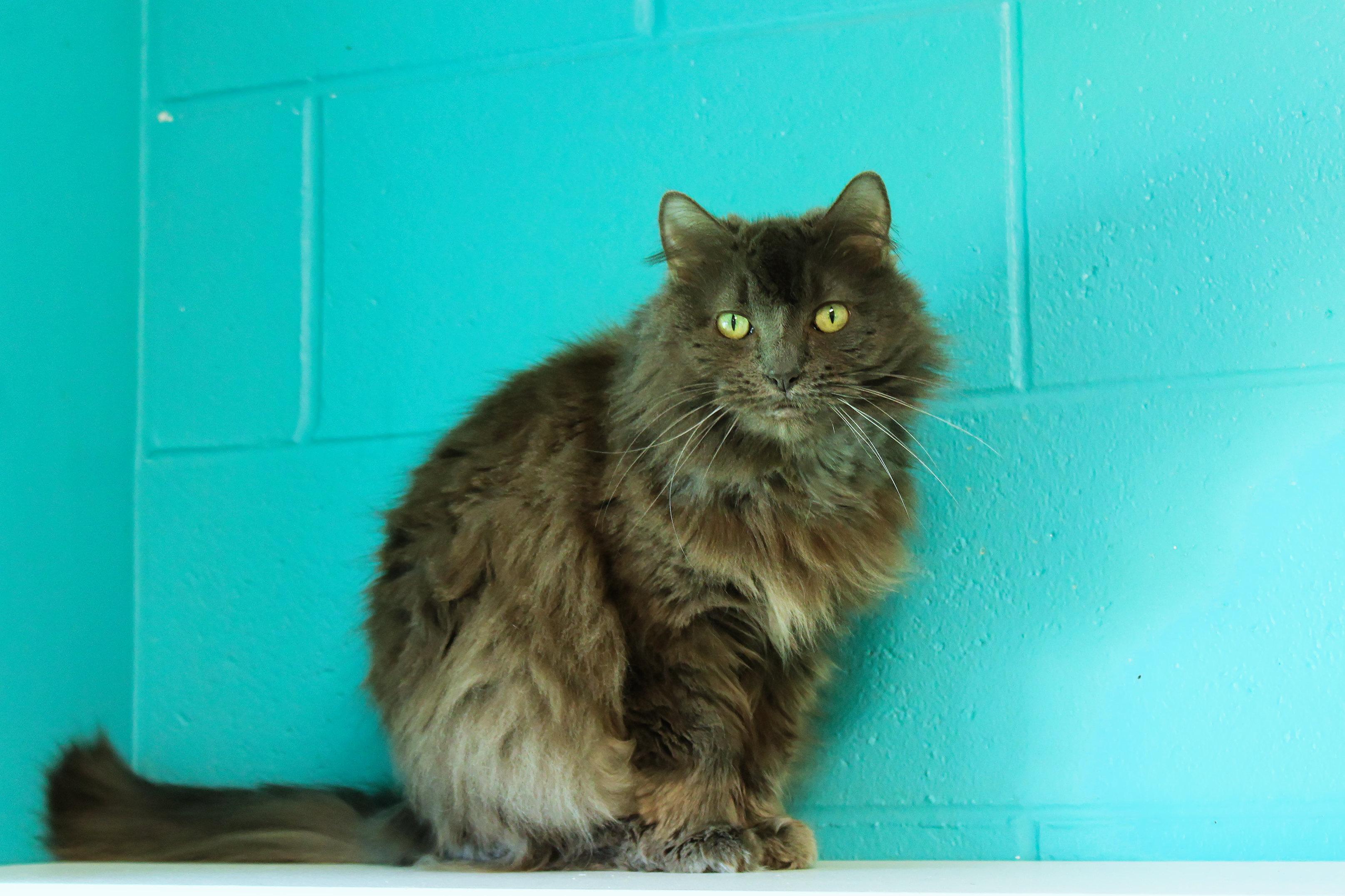 Enlarge Winnie, a ADOPTABLE mixed breed in Urbana, OH image 1/6