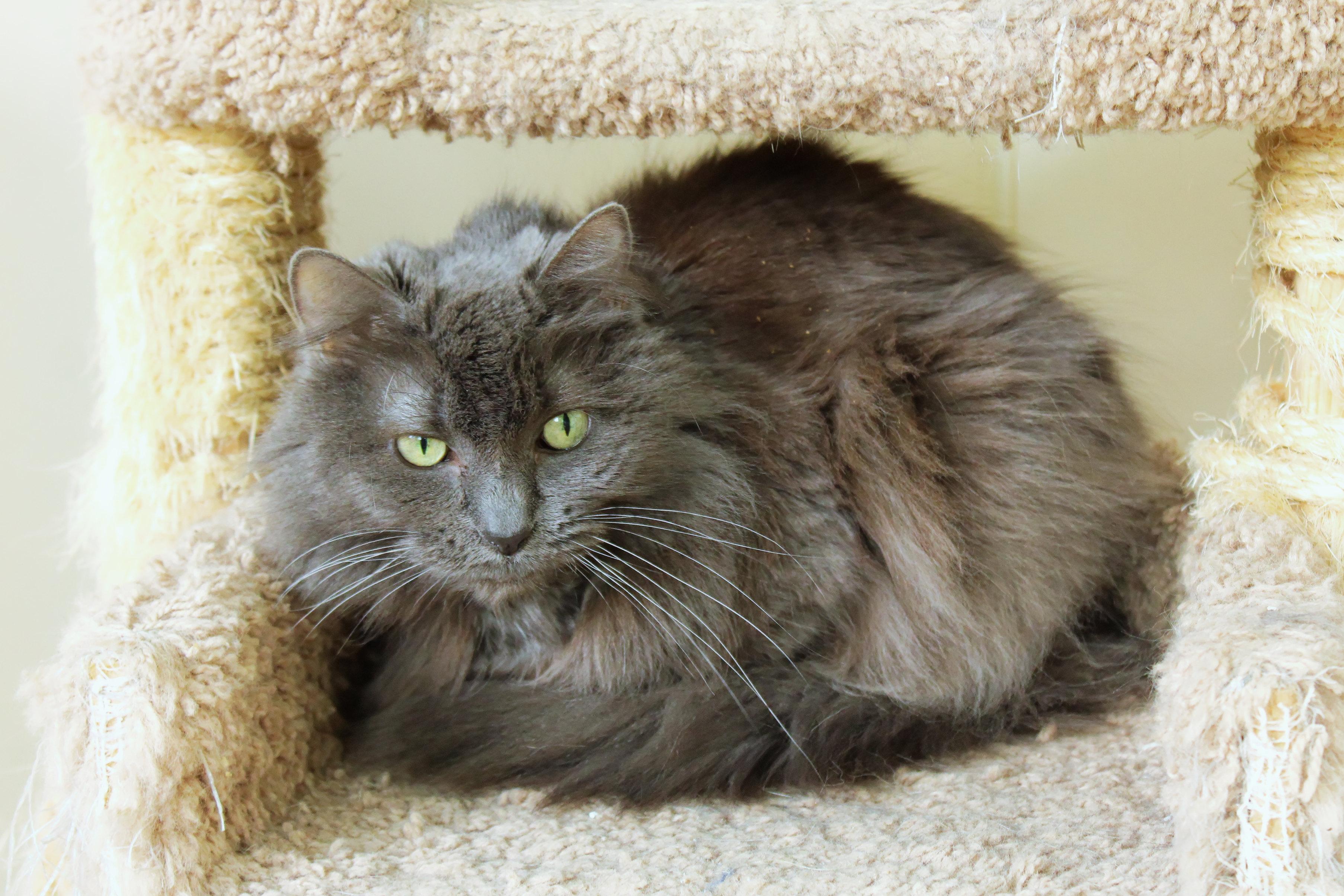 Enlarge Winnie, a ADOPTABLE mixed breed in Urbana, OH image 2/6
