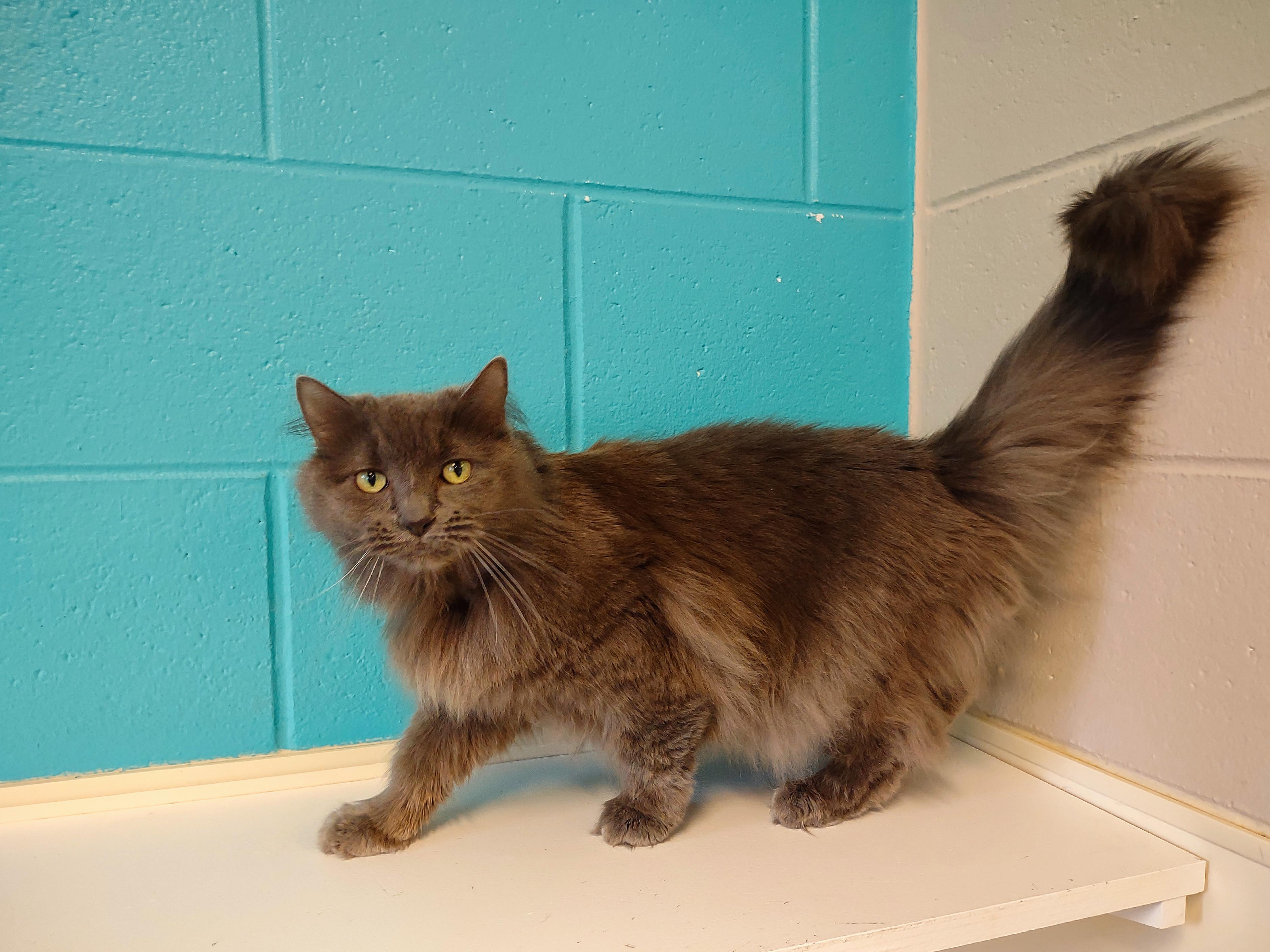 Enlarge Winnie, a ADOPTABLE mixed breed in Urbana, OH image 4/6