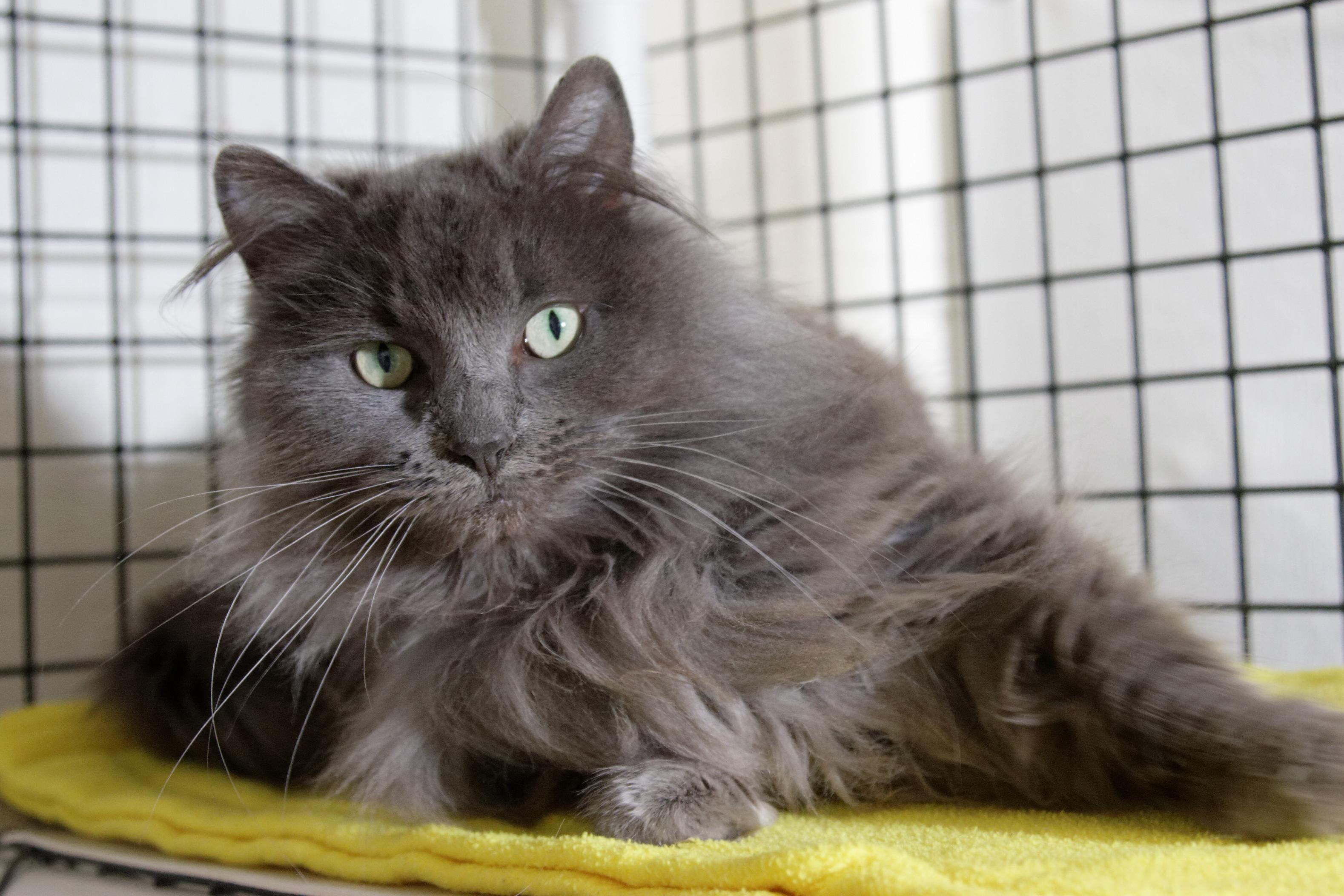 Enlarge Winnie, a ADOPTABLE mixed breed in Urbana, OH image 3/6