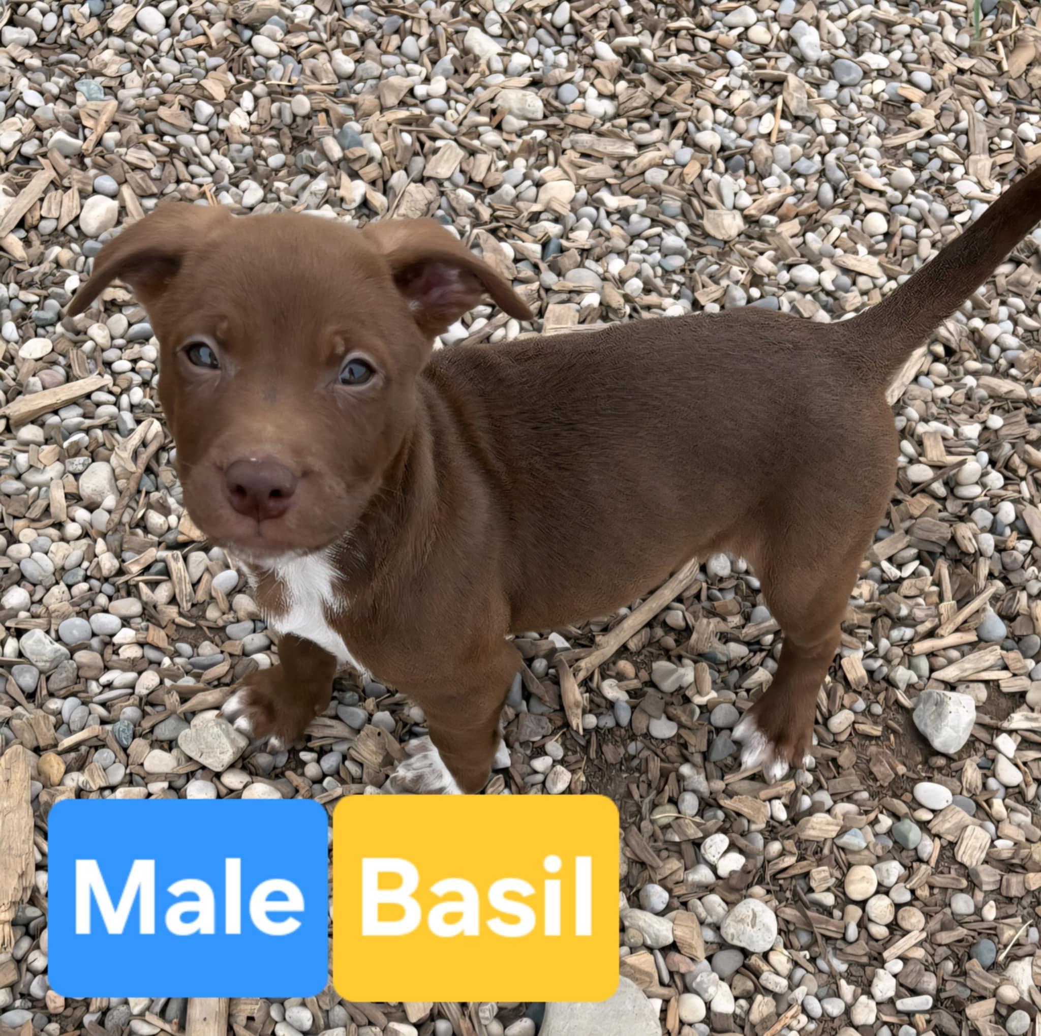 BASIL 2