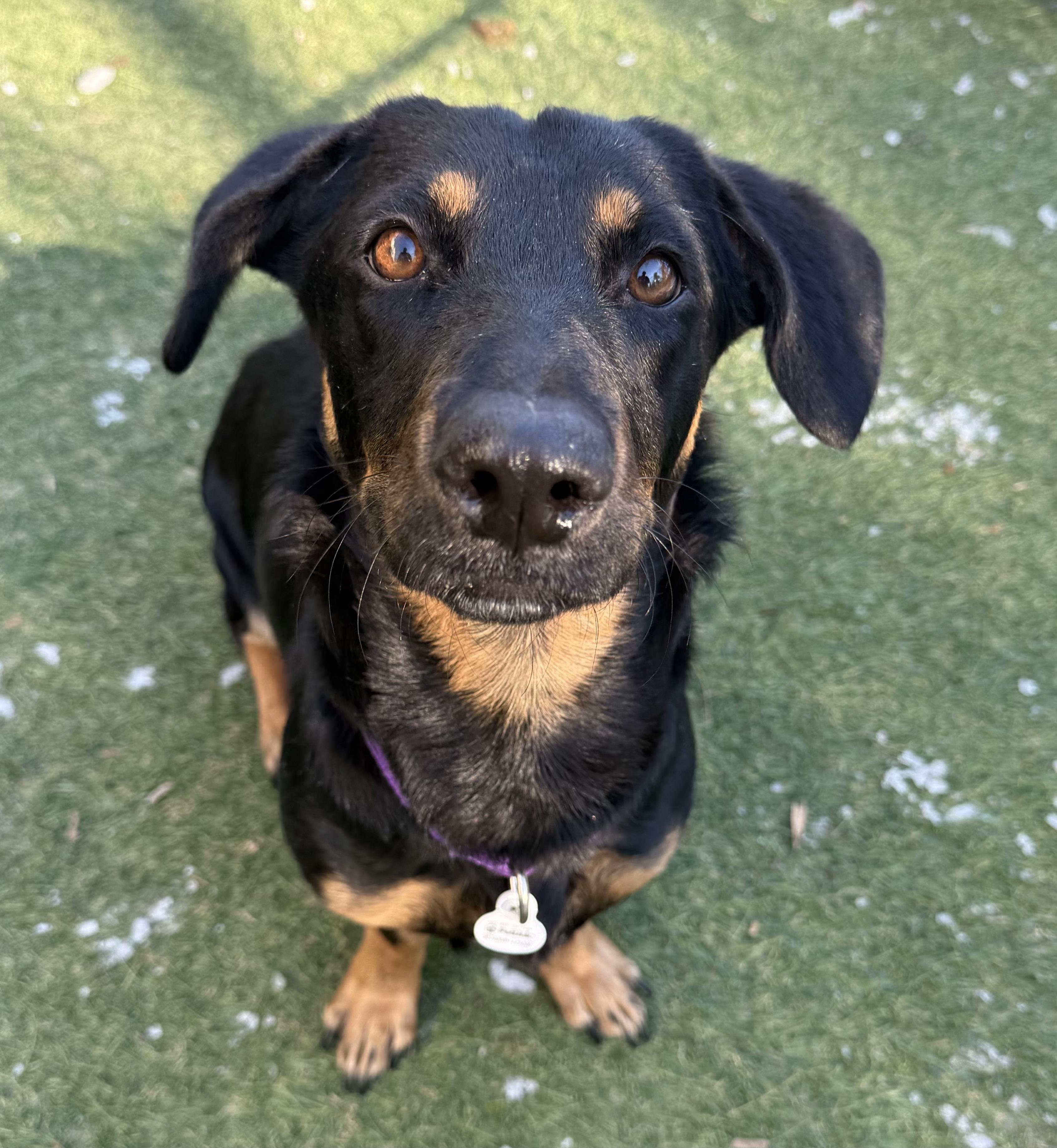 Enlarge Thumper, a ADOPTABLE mixed breed in Sudbury, MA image 1/4