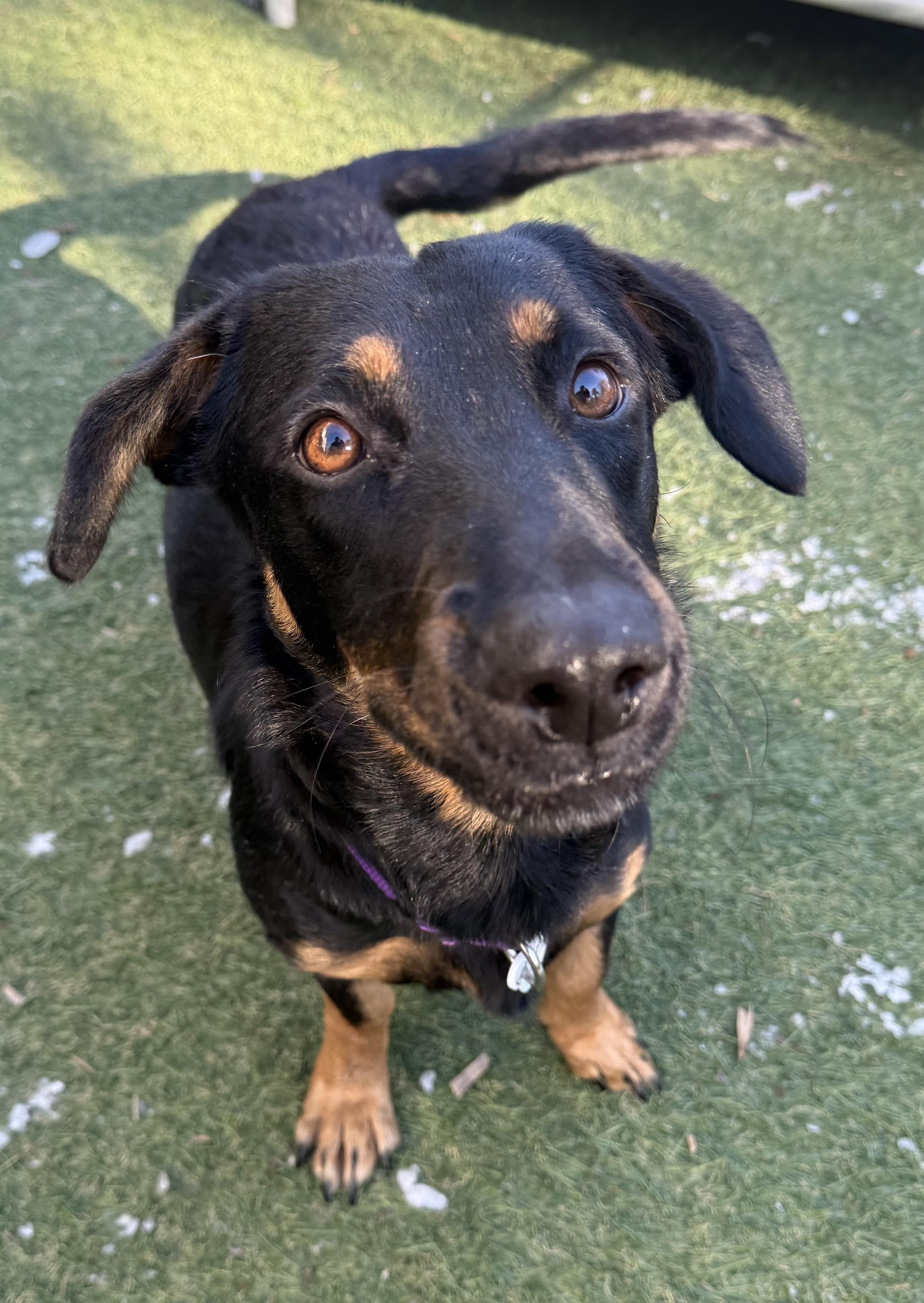 Enlarge Thumper, a ADOPTABLE mixed breed in Sudbury, MA image 2/4