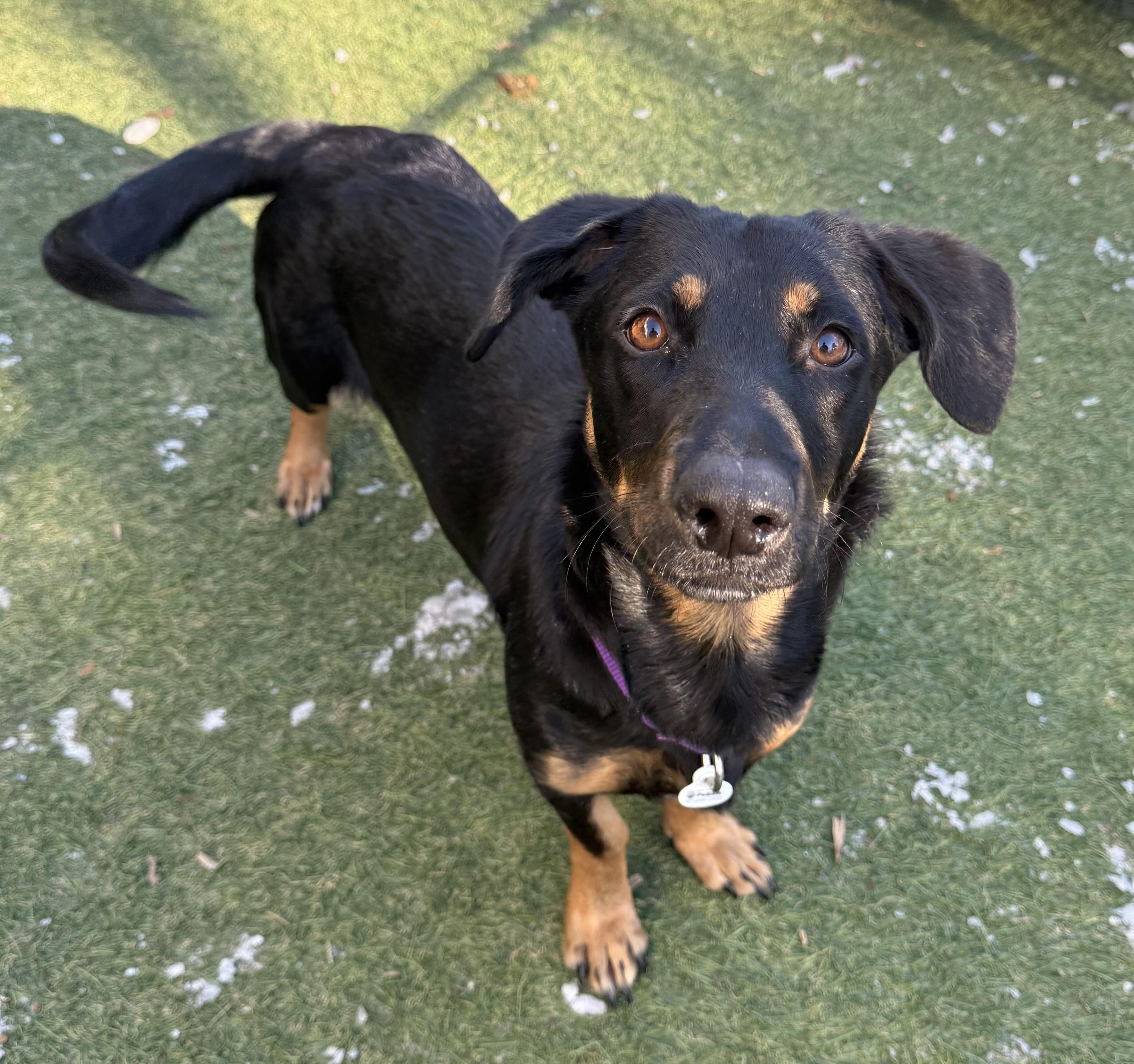 Enlarge Thumper, a ADOPTABLE mixed breed in Sudbury, MA image 4/4