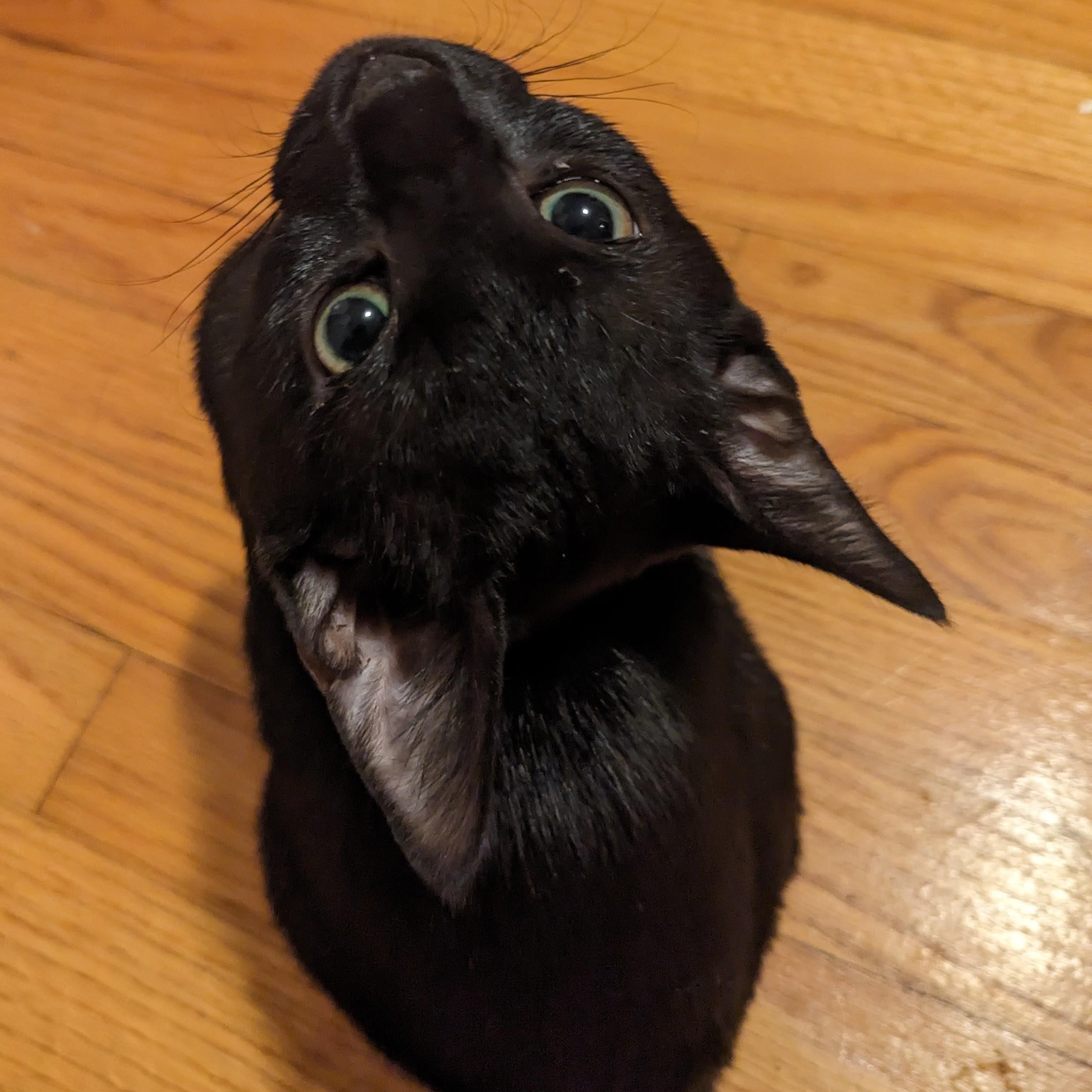 Paprika