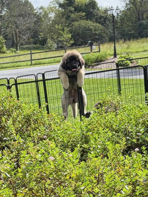 Cosmo, Adoptable, Puppy Female Caucasian Sheepdog / Caucasian Ovtcharka.
