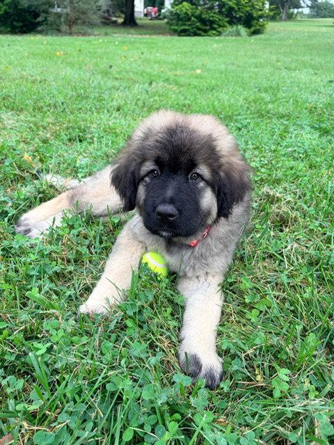 Enlarge Cosmo, a Adoptable Caucasian Sheepdog / Caucasian Ovtcharka in Chambersburg, PA image 2/2