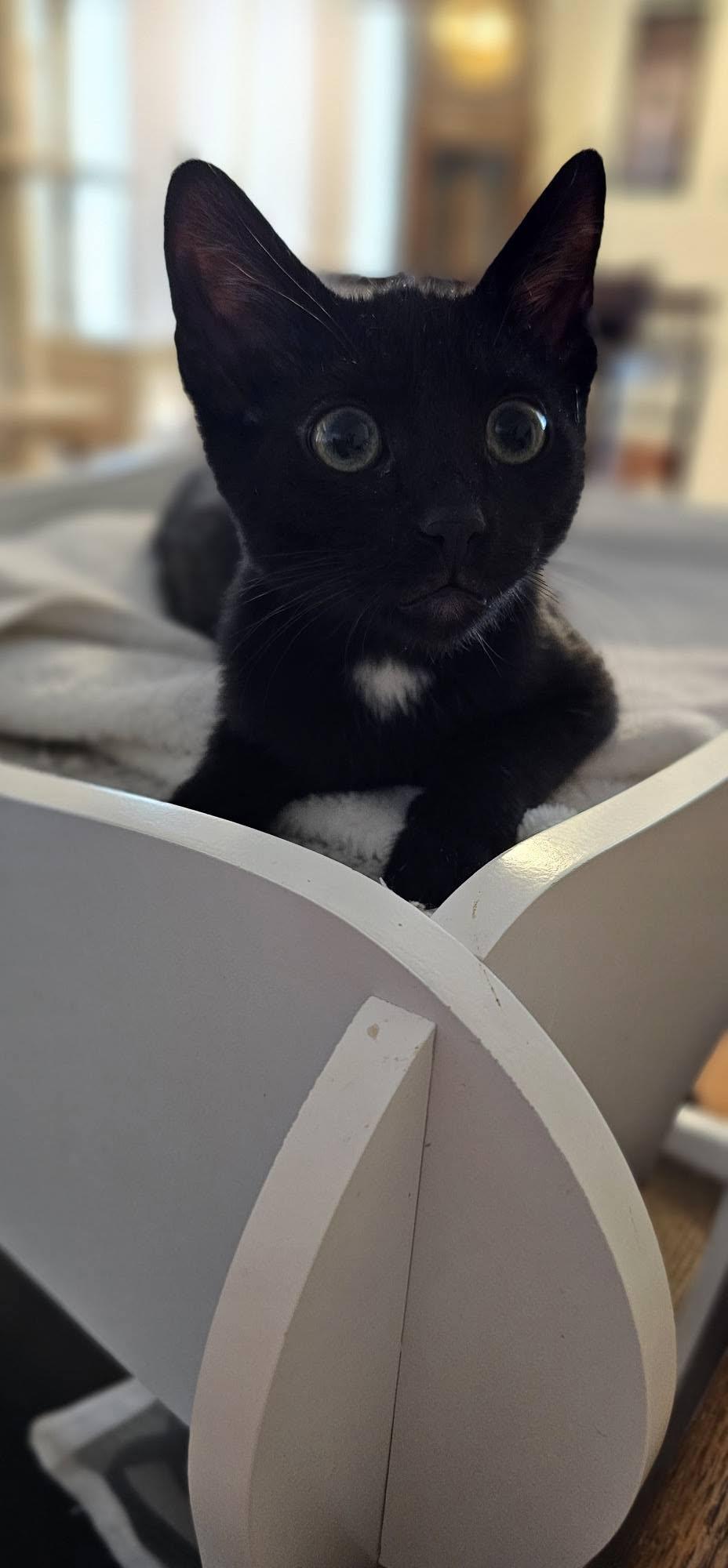 Enlarge Greg Brady, a Adopted Domestic Short Hair in Mission Viejo, CA image 1/1