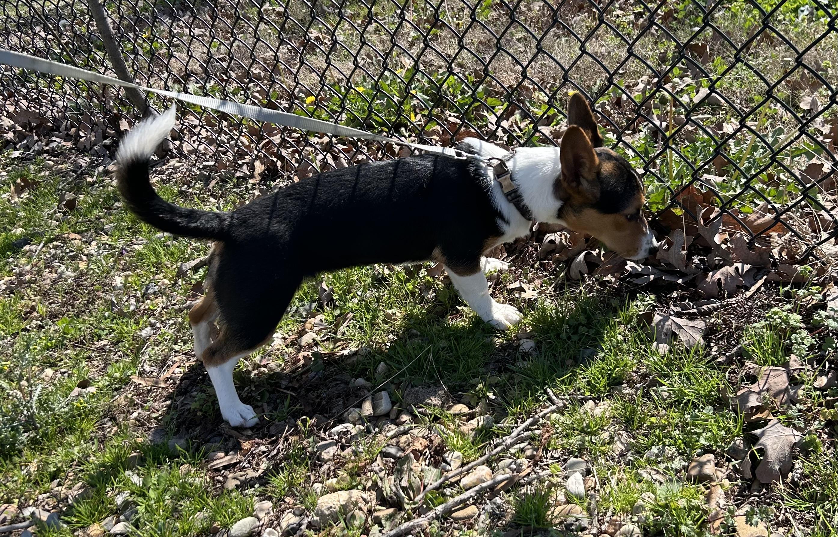 Zoe, an adopted mixed breed in Paris, TX image 5/5