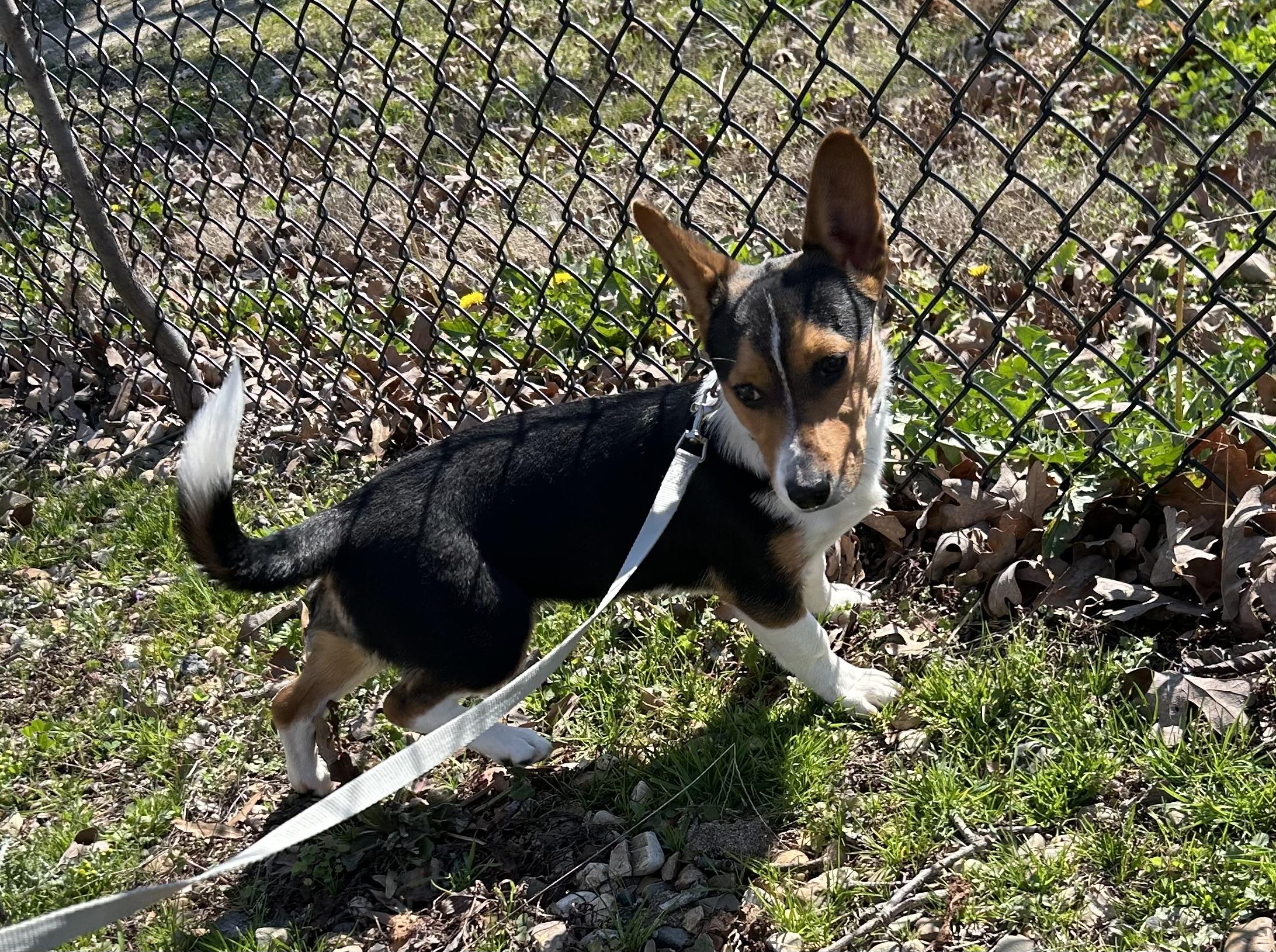 Zoe, adopted, Young Female Corgi.