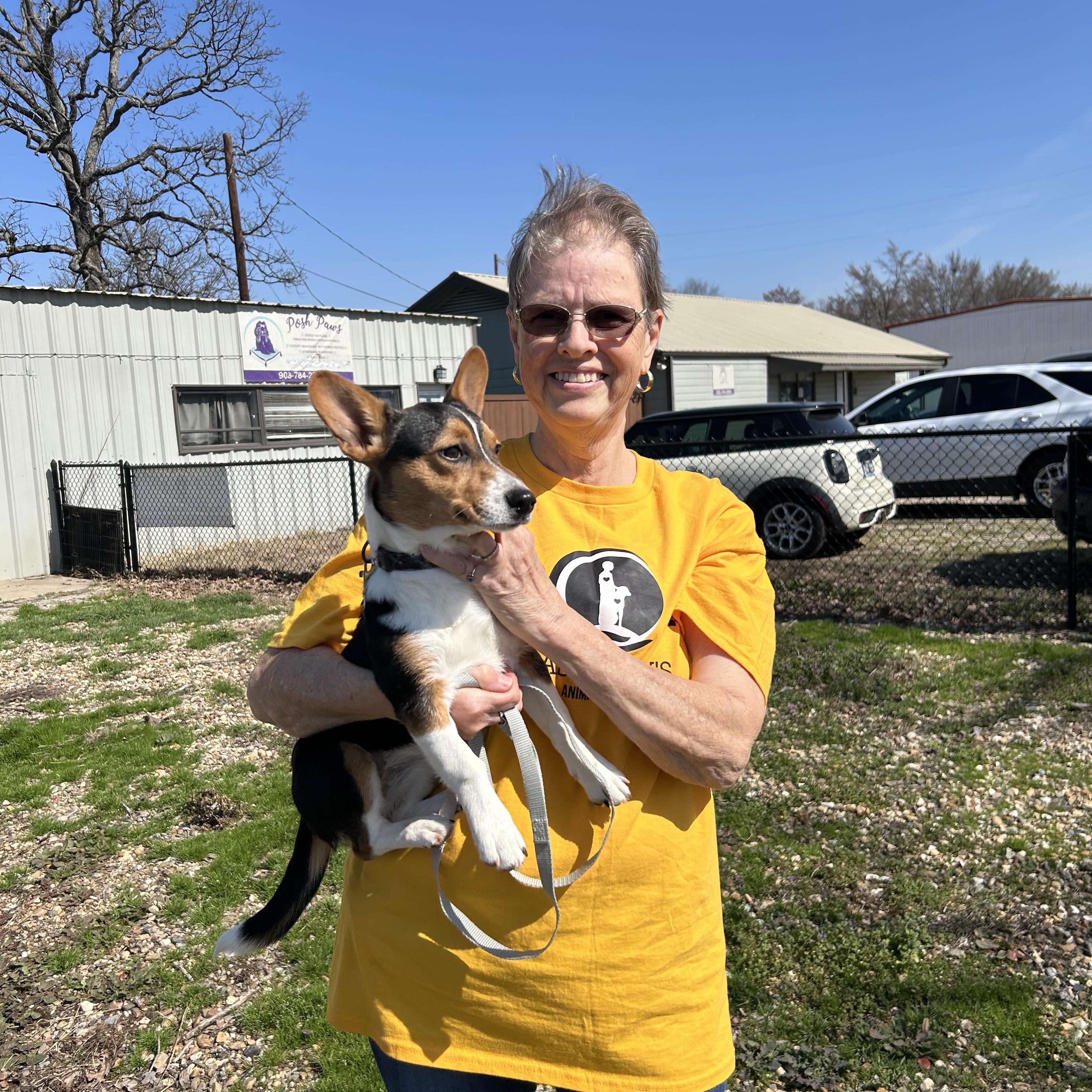 Zoe, an adopted mixed breed in Paris, TX image 2/5
