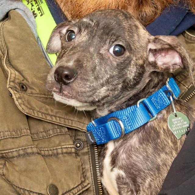 Enlarge MIKE, a Adoptable mixed breed in St. Louis, MO image 1/1