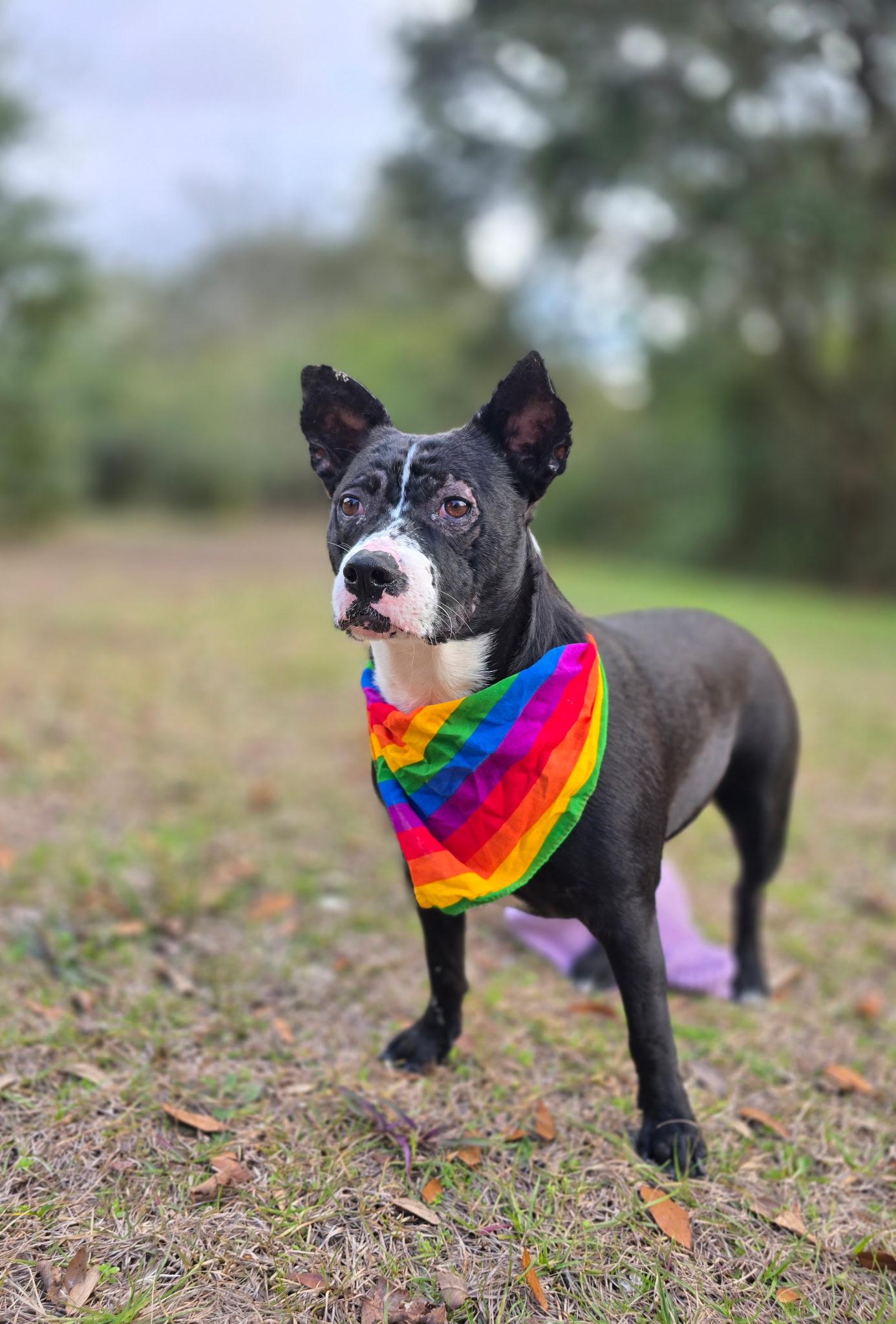 Enlarge Liza, a ADOPTABLE Mixed Breed in Milton, FL image 1/1