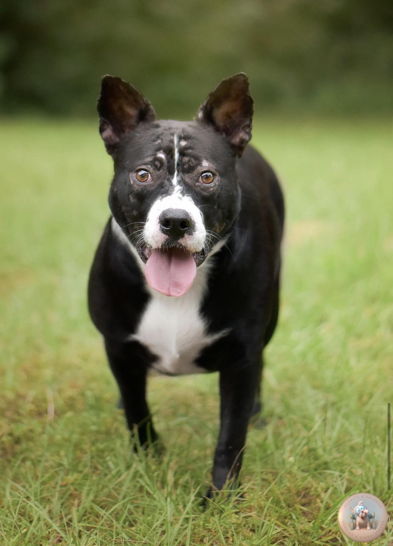 Enlarge Liza, a Adoptable mixed breed in Milton, FL image 2/5