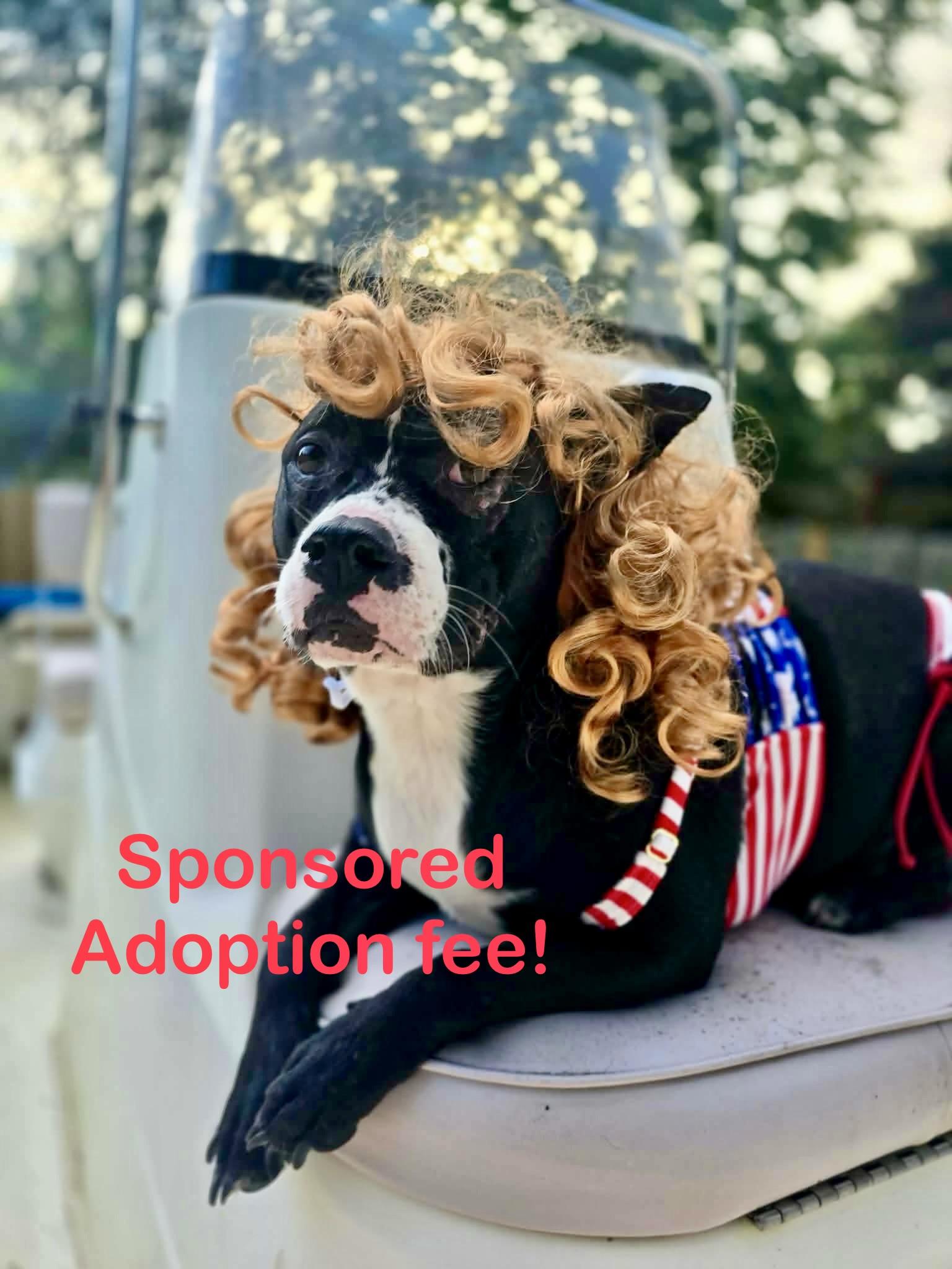 Liza, ADOPTABLE, Adult Female Catahoula Leopard Dog.