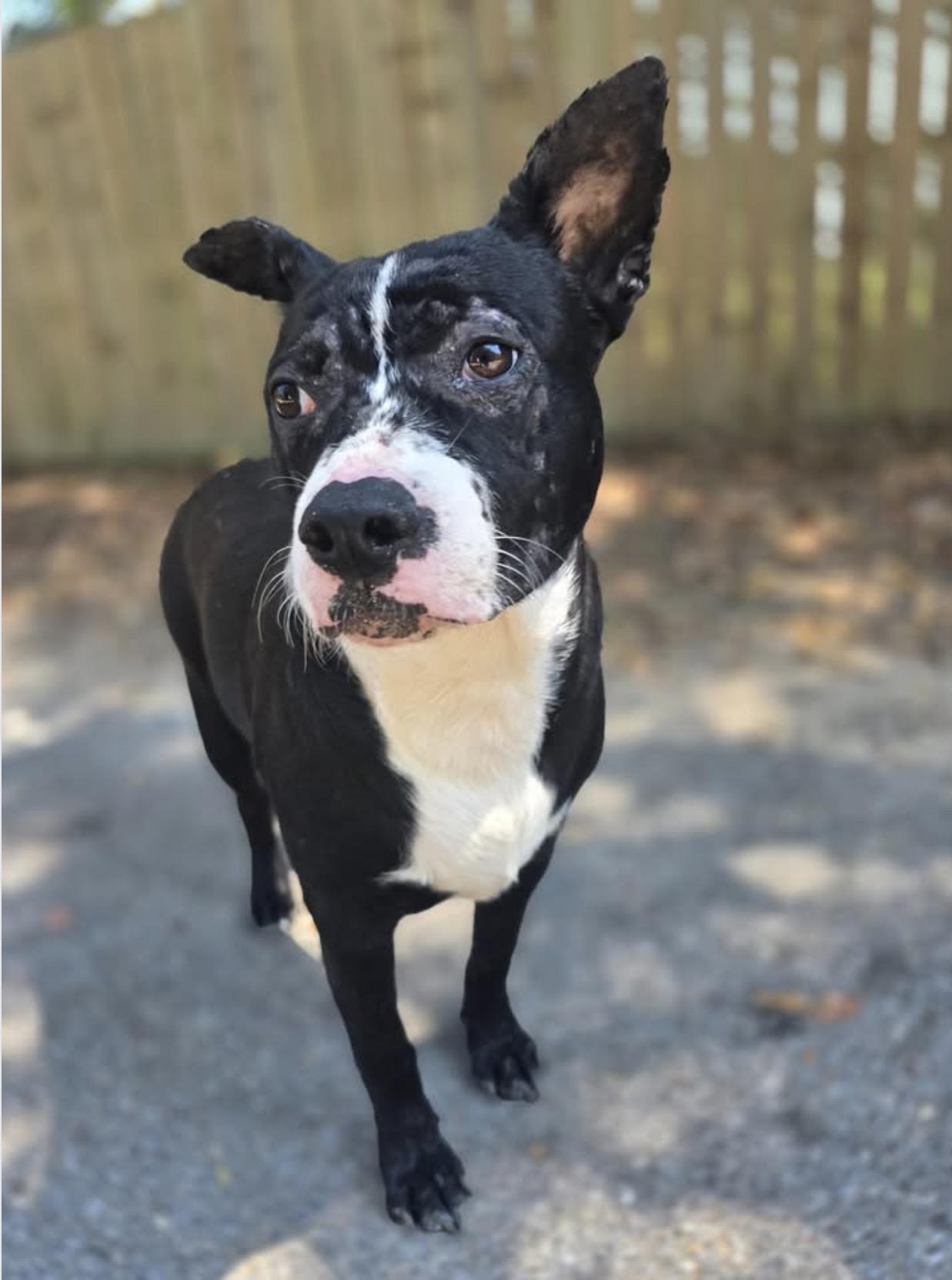 Liza, ADOPTABLE, Adult Female Catahoula Leopard Dog.