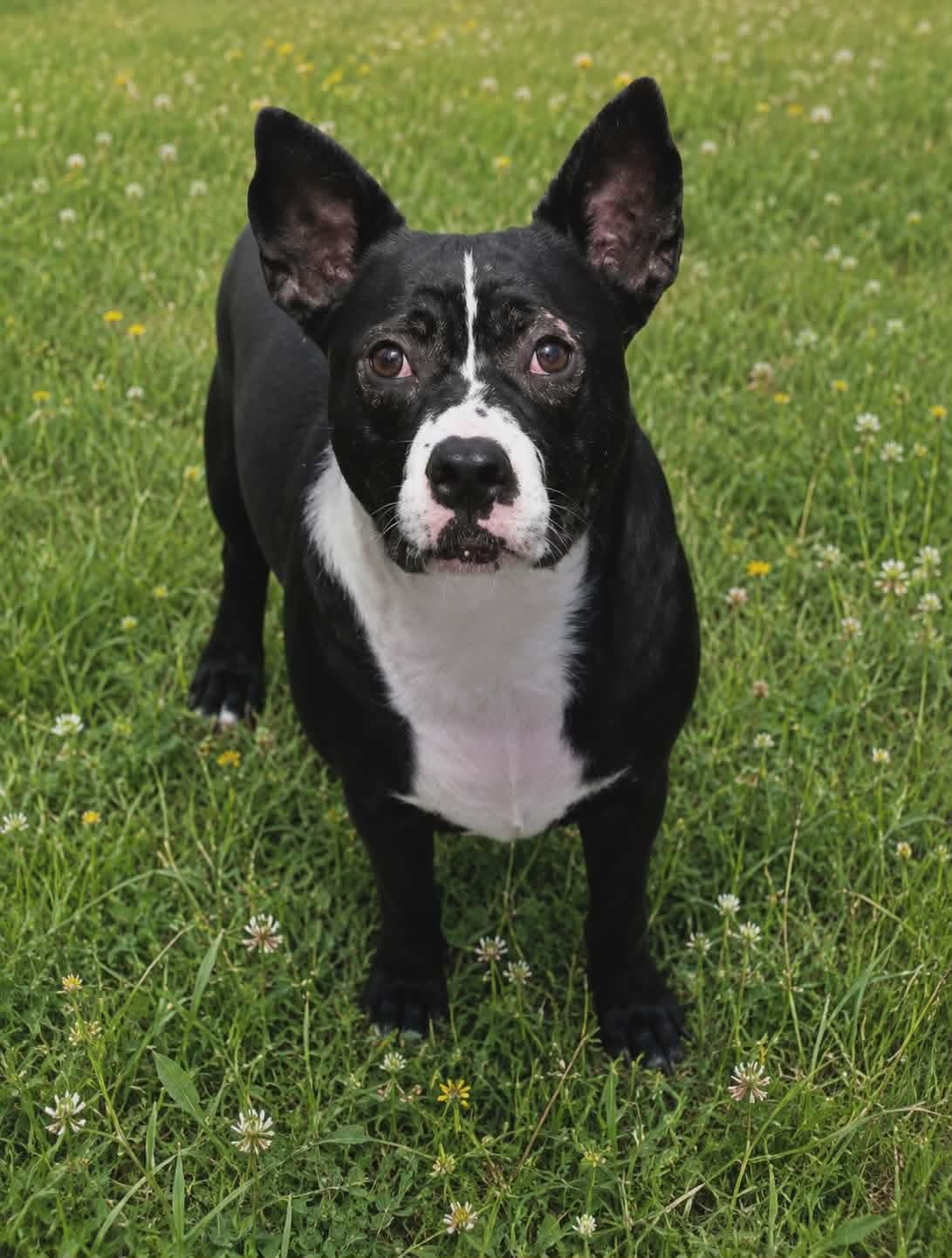 Liza, ADOPTABLE, Puppy Female Mixed Breed.