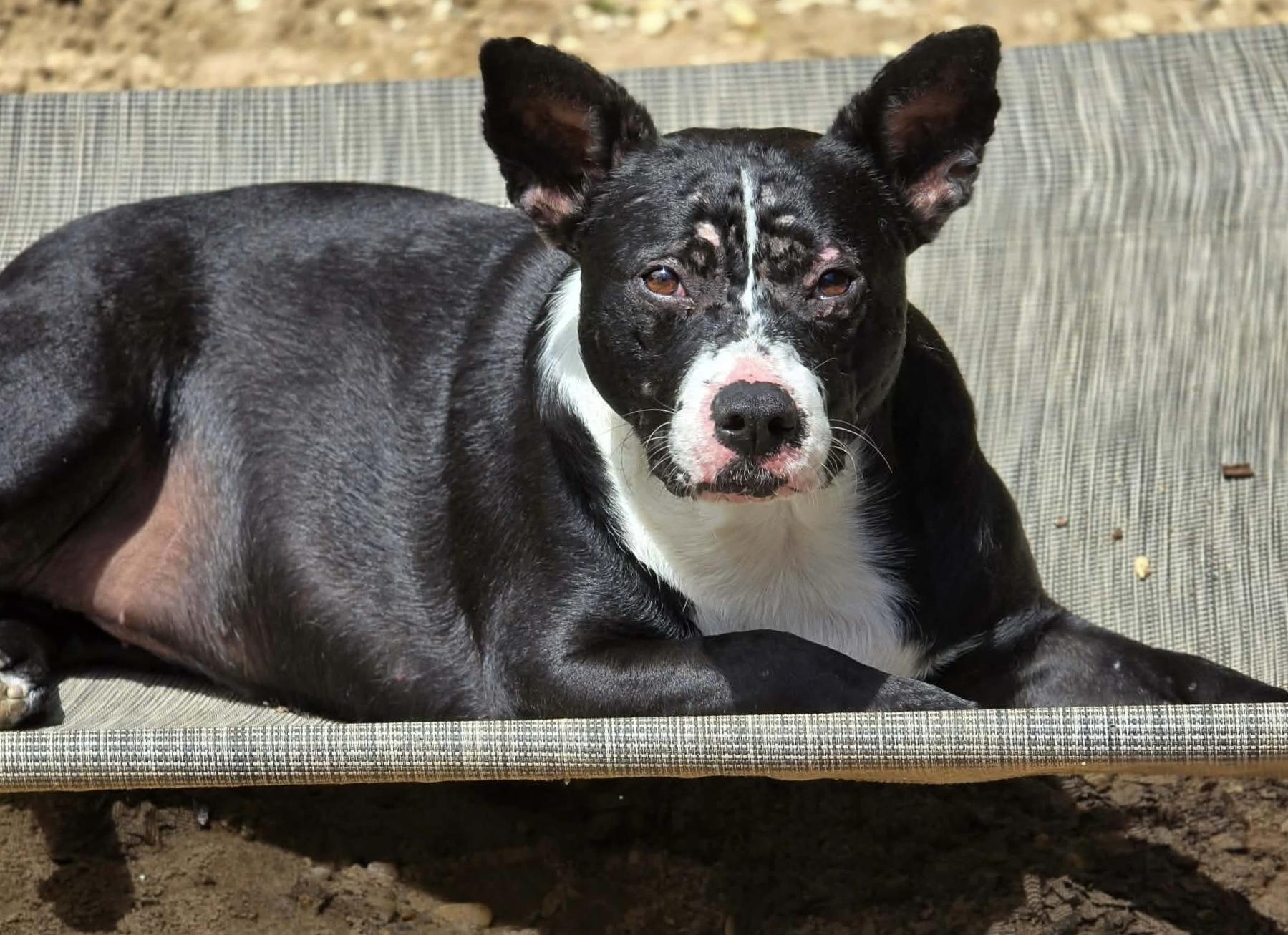Liza, a ADOPTABLE mixed breed in Milton, FL image 6/6