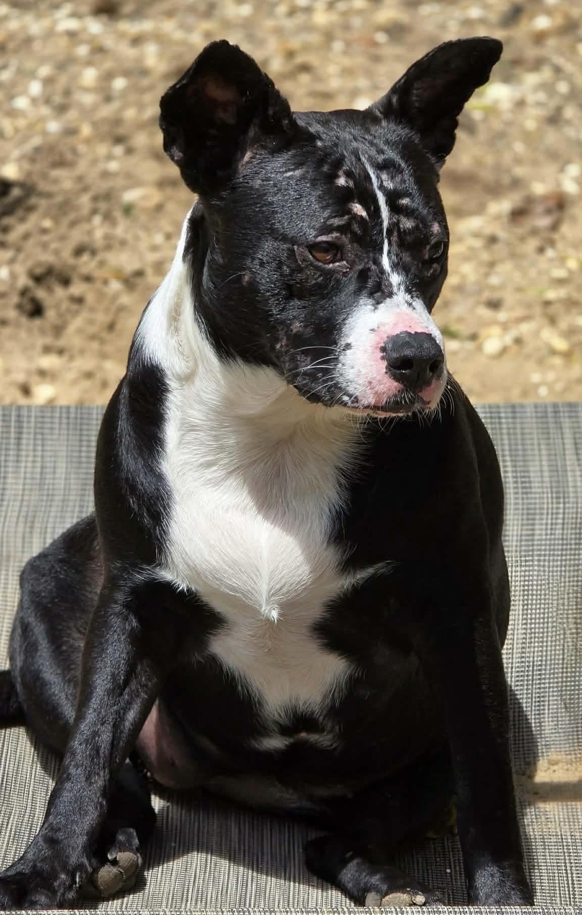 Liza, a ADOPTABLE mixed breed in Milton, FL image 5/6