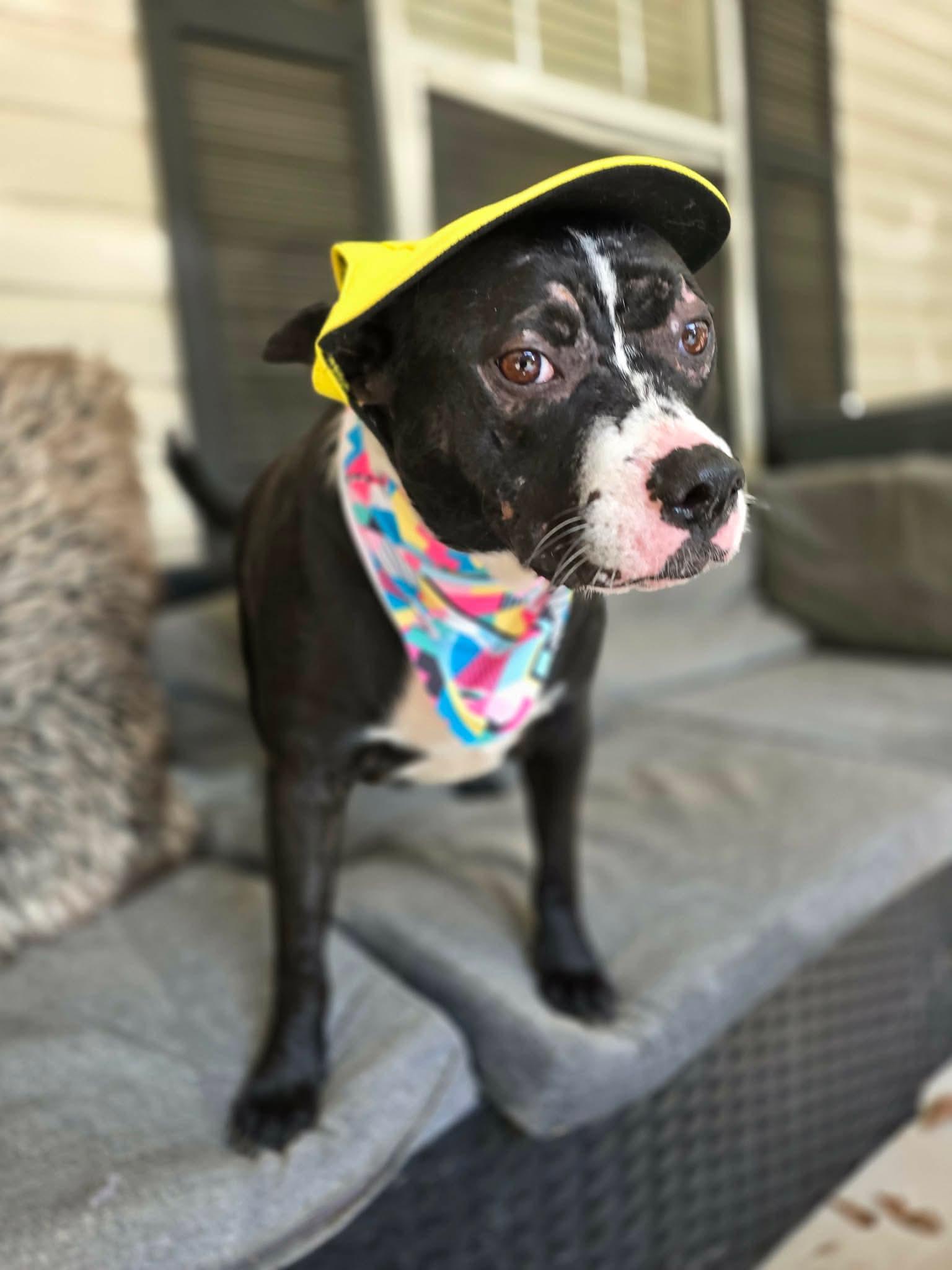 Liza, ADOPTABLE, Adult Female Catahoula Leopard Dog.