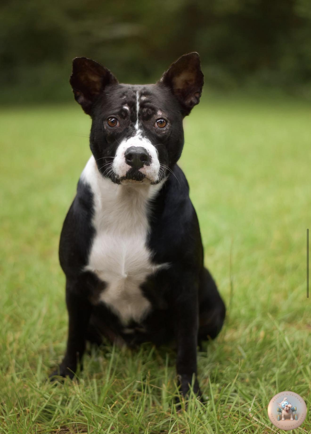 Enlarge Liza, a Adoptable mixed breed in Milton, FL image 3/5
