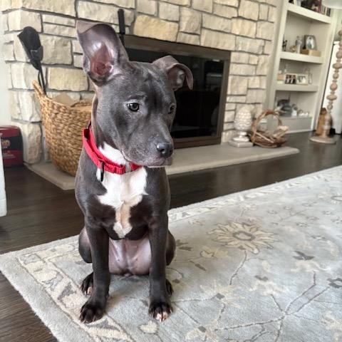 Peppa, Adoptable, Young Female Mixed Breed.