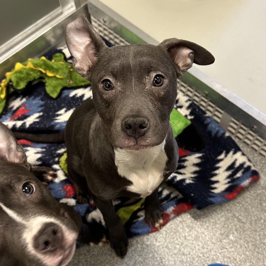 Enlarge Peppa, a Adoptable Mixed Breed in Hinsdale, IL image 1/1