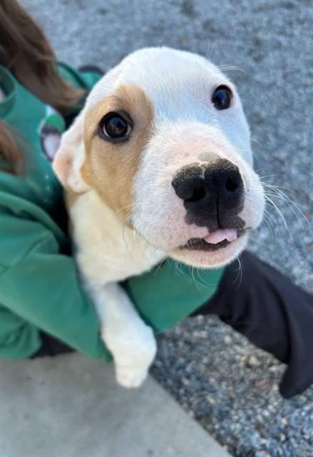 VELVET, Adoptable, Puppy Female Pit Bull Terrier & Mixed Breed.