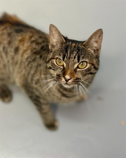 MAKI, Adoptable, Young Female Domestic Short Hair.